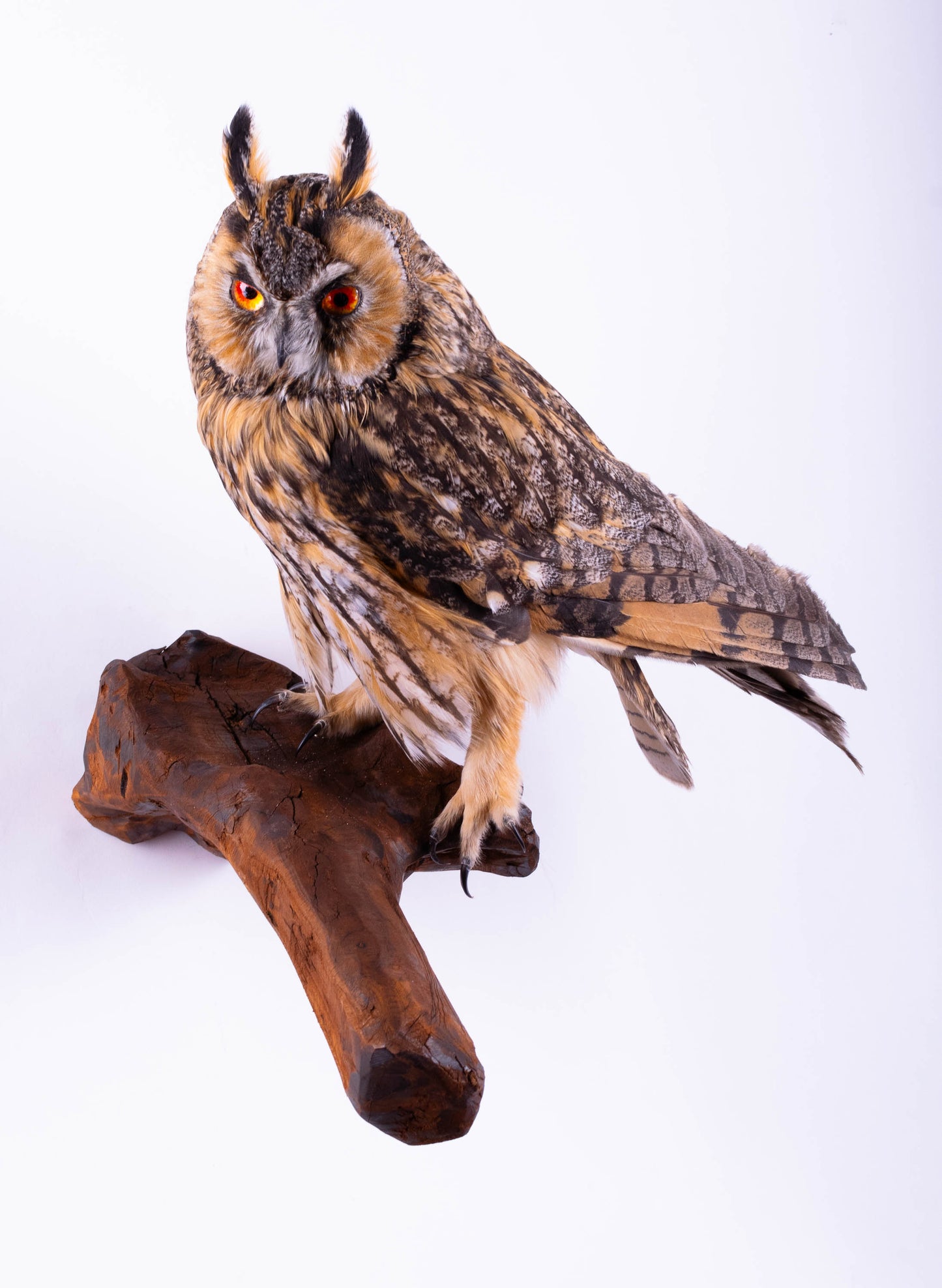 Hibou moyen-duc naturalisé pour fixation murale à vendre