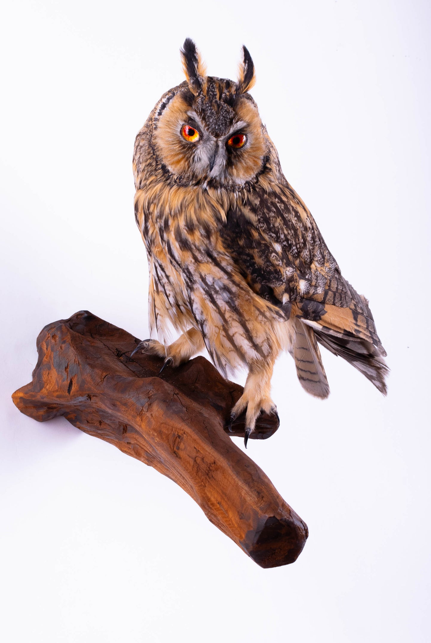 Hibou moyen-duc naturalisé pour fixation murale à vendre