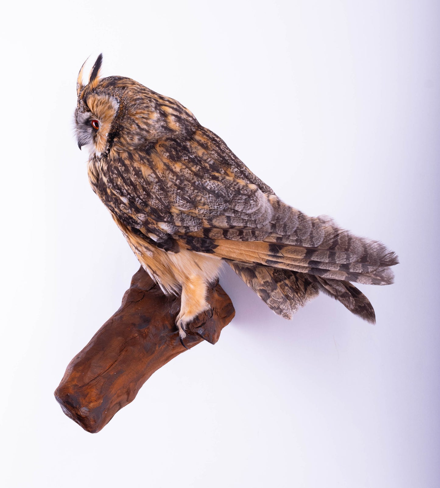Hibou moyen-duc naturalisé pour fixation murale à vendre