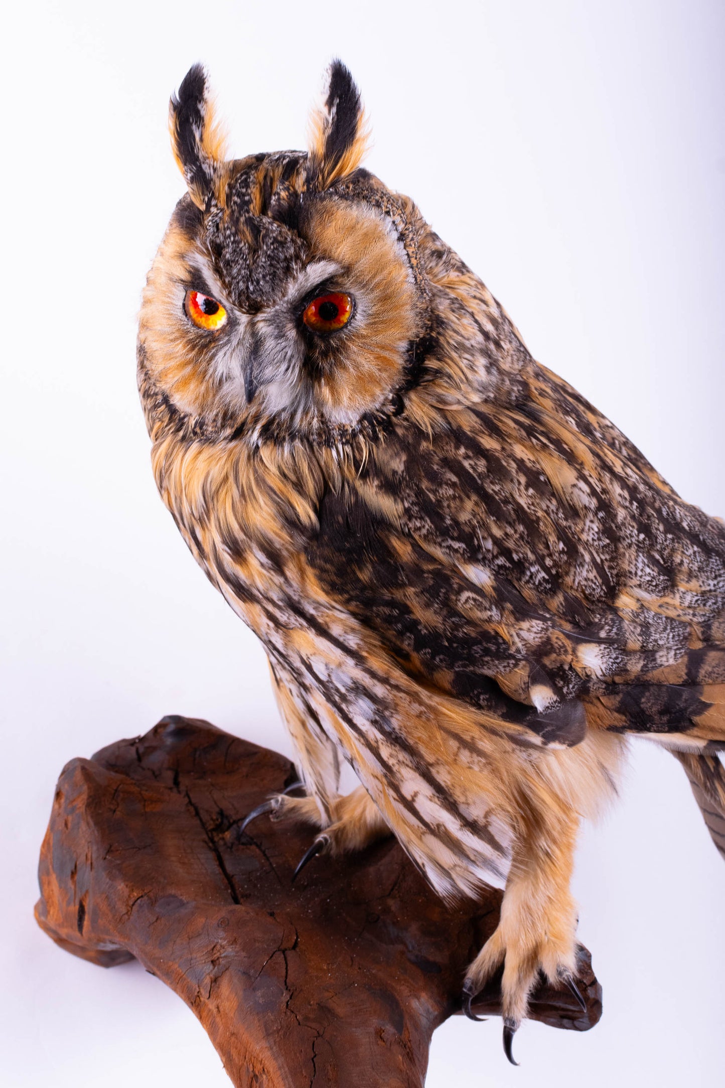Hibou moyen-duc naturalisé pour fixation murale à vendre