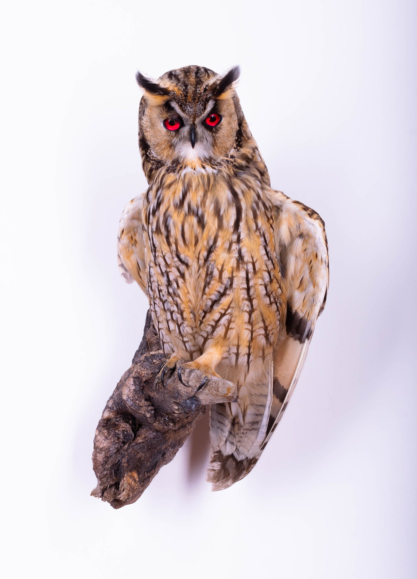 Long-eared Owl Taxidermy Wall Mount For Sale