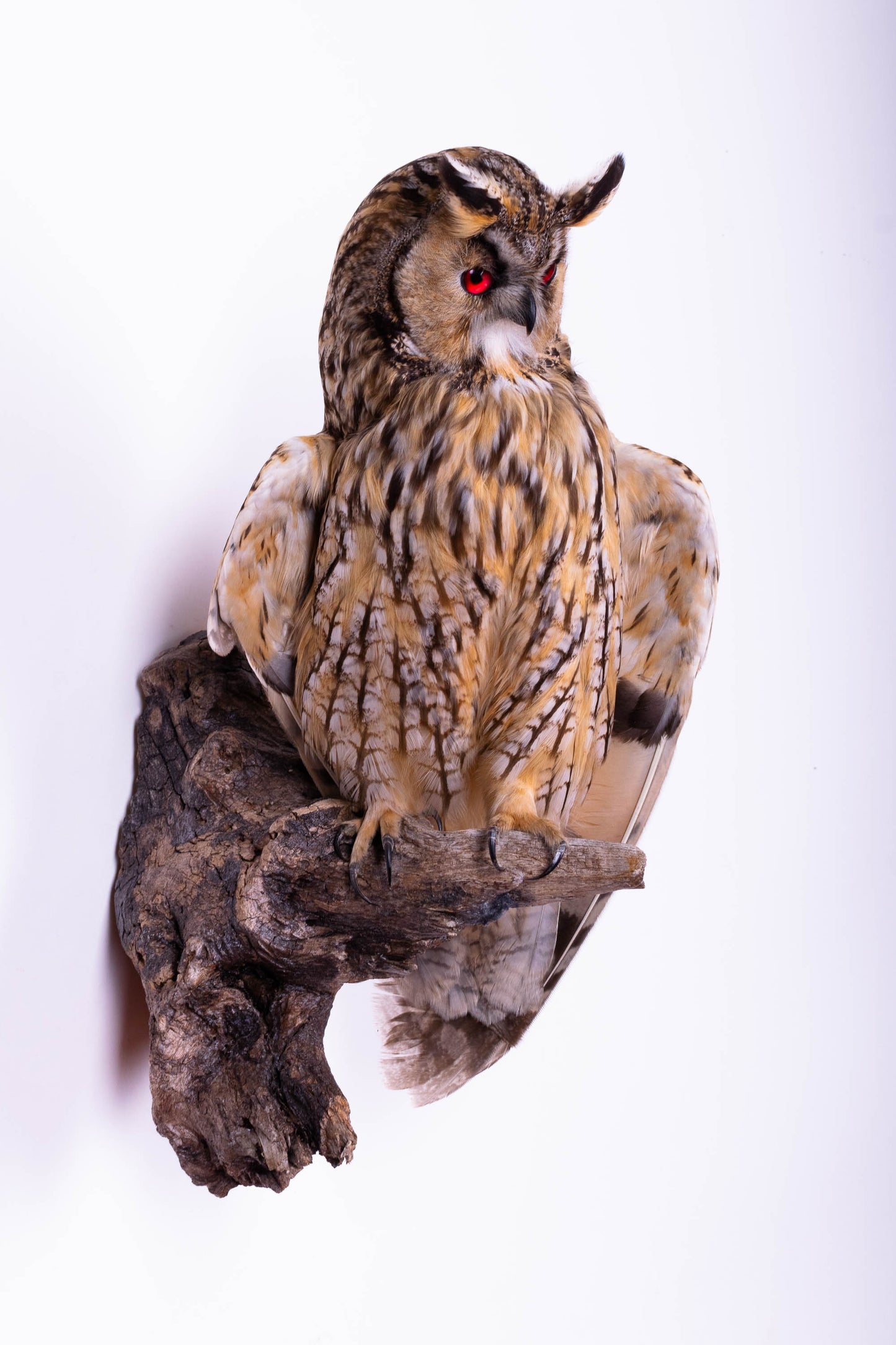 Long-eared Owl Taxidermy Wall Mount For Sale