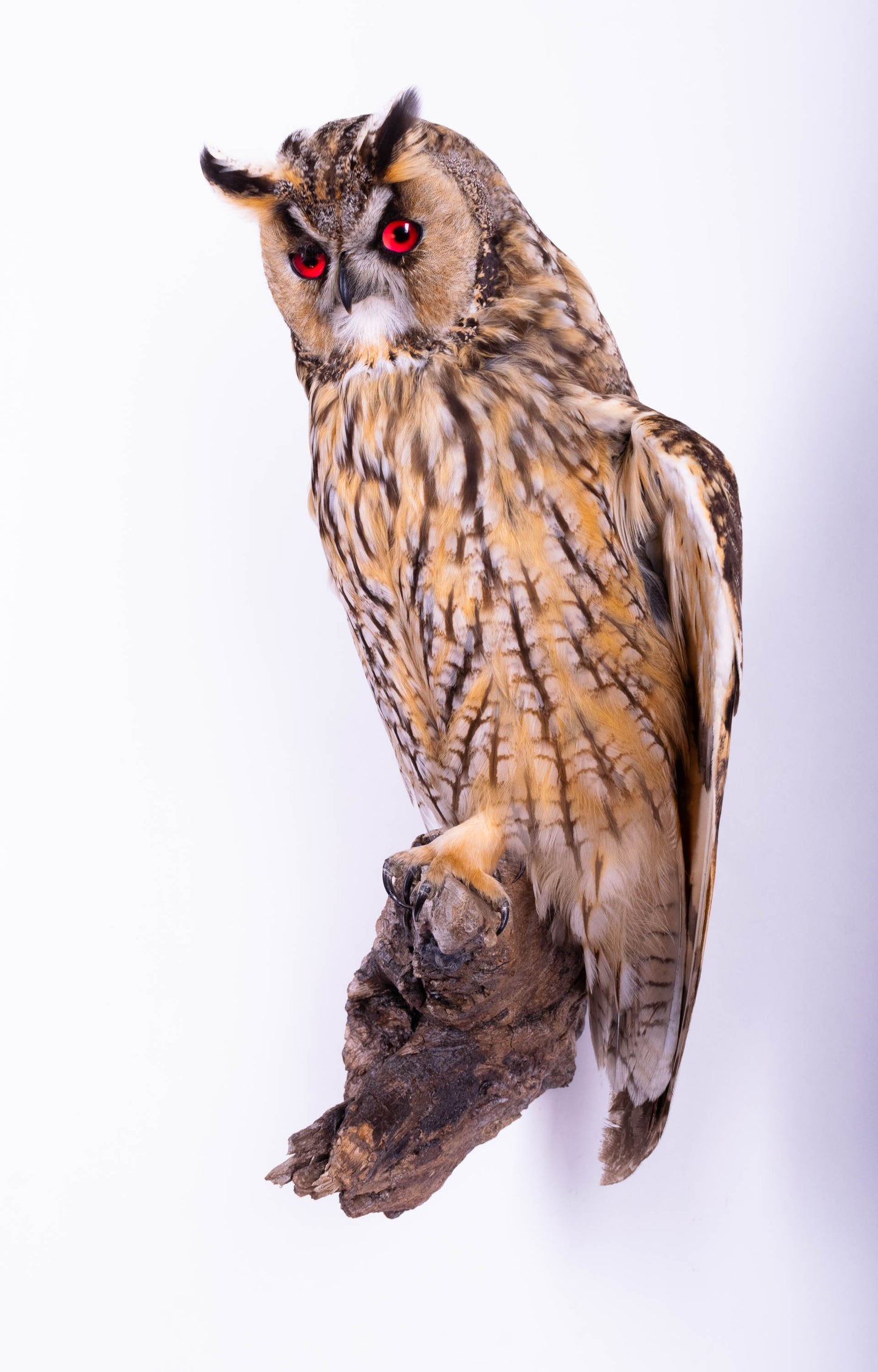 Long-eared Owl Taxidermy Wall Mount For Sale