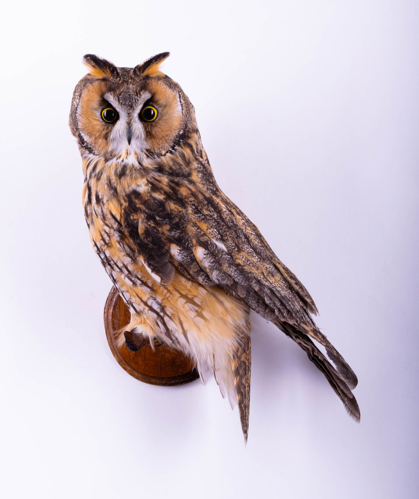 Long-eared Owl Taxidermy Wall Mount For Sale