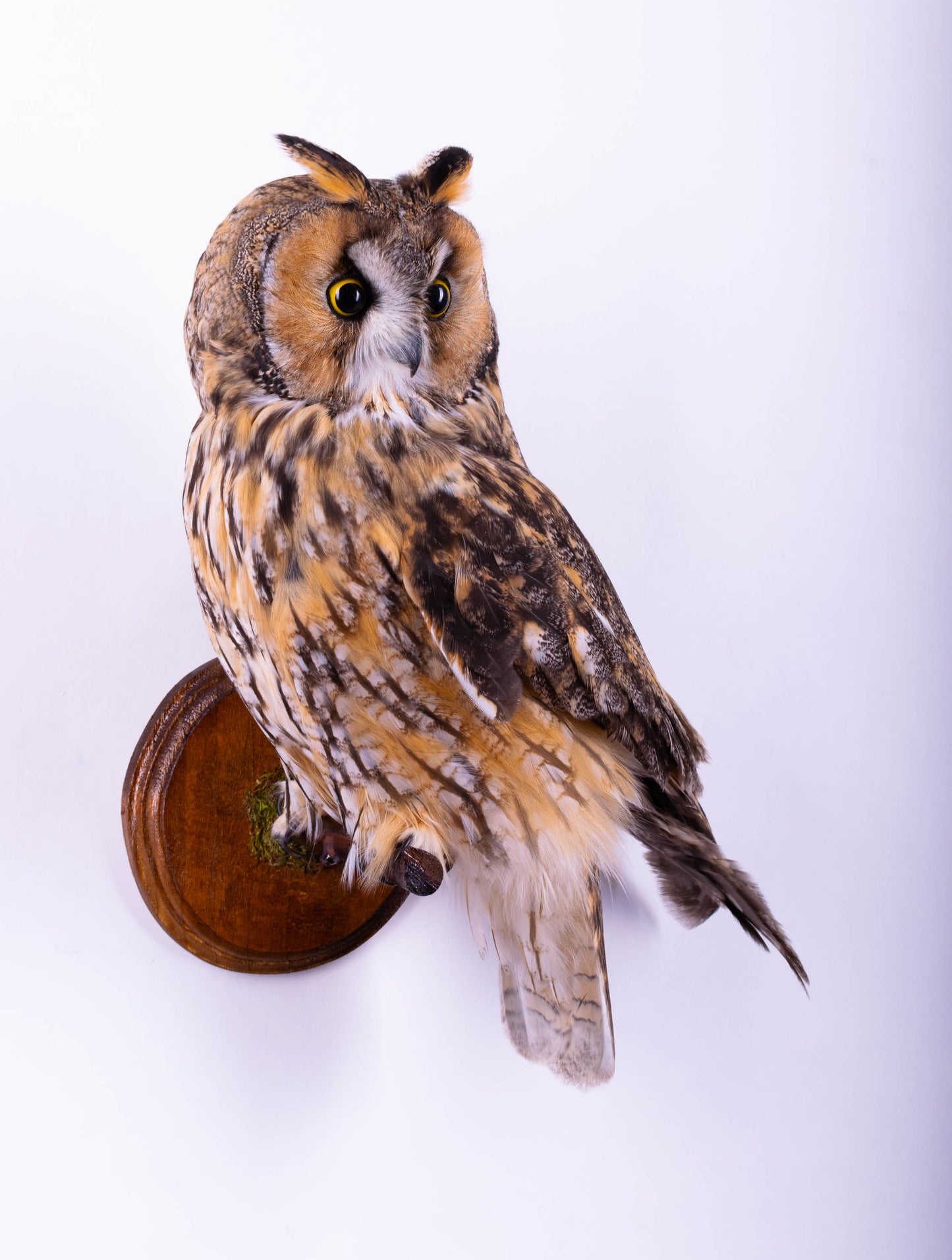 Long-eared Owl Taxidermy Wall Mount For Sale