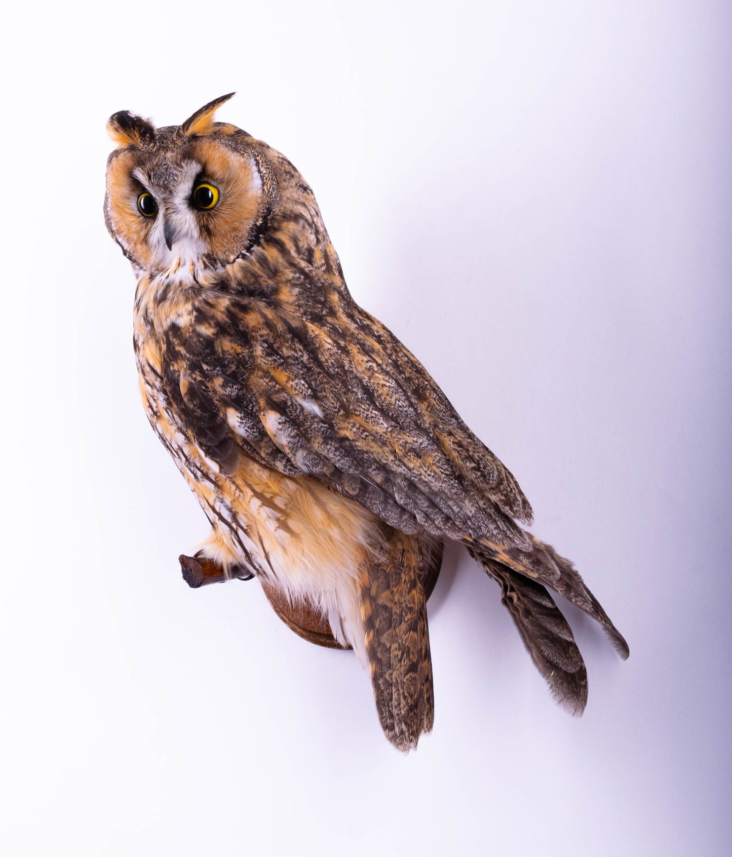Long-eared Owl Taxidermy Wall Mount For Sale