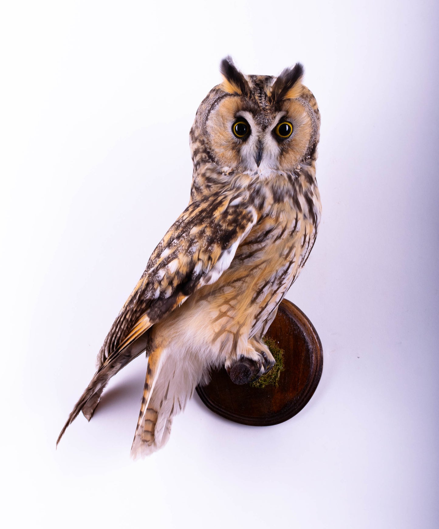 Hibou moyen-duc naturalisé pour fixation murale à vendre