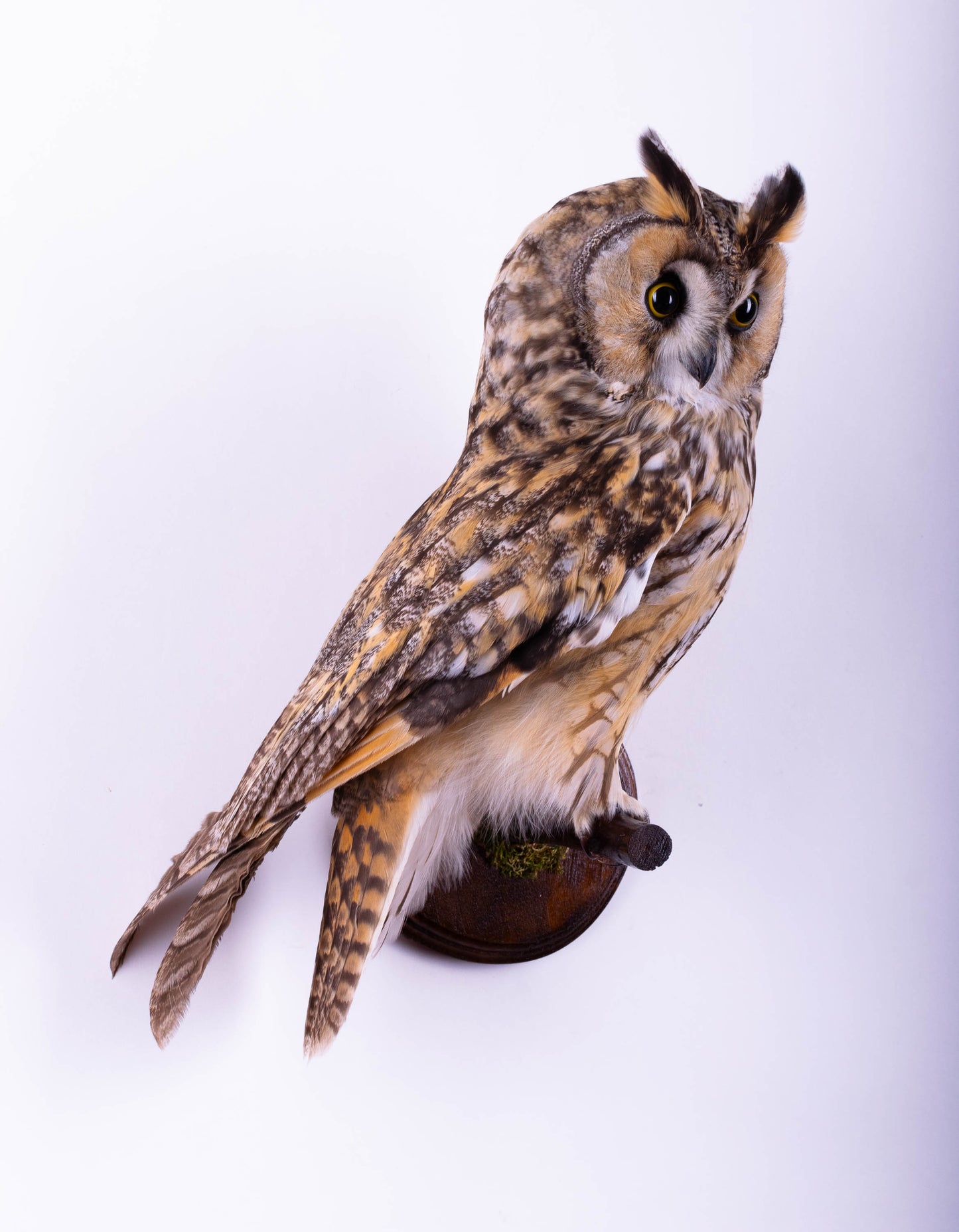 Hibou moyen-duc naturalisé pour fixation murale à vendre