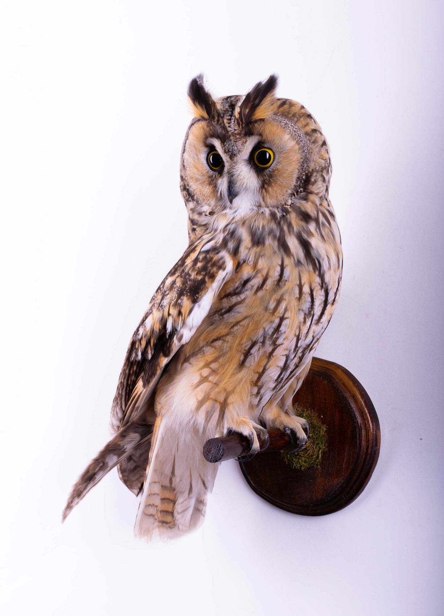 Hibou moyen-duc naturalisé pour fixation murale à vendre