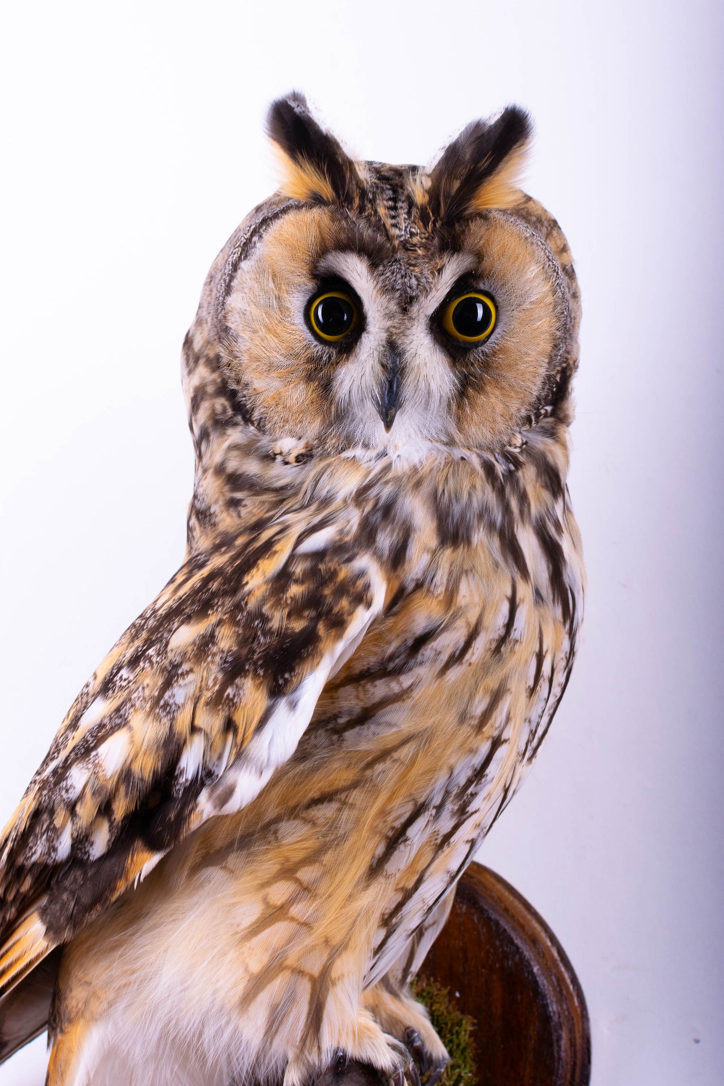 Hibou moyen-duc naturalisé pour fixation murale à vendre