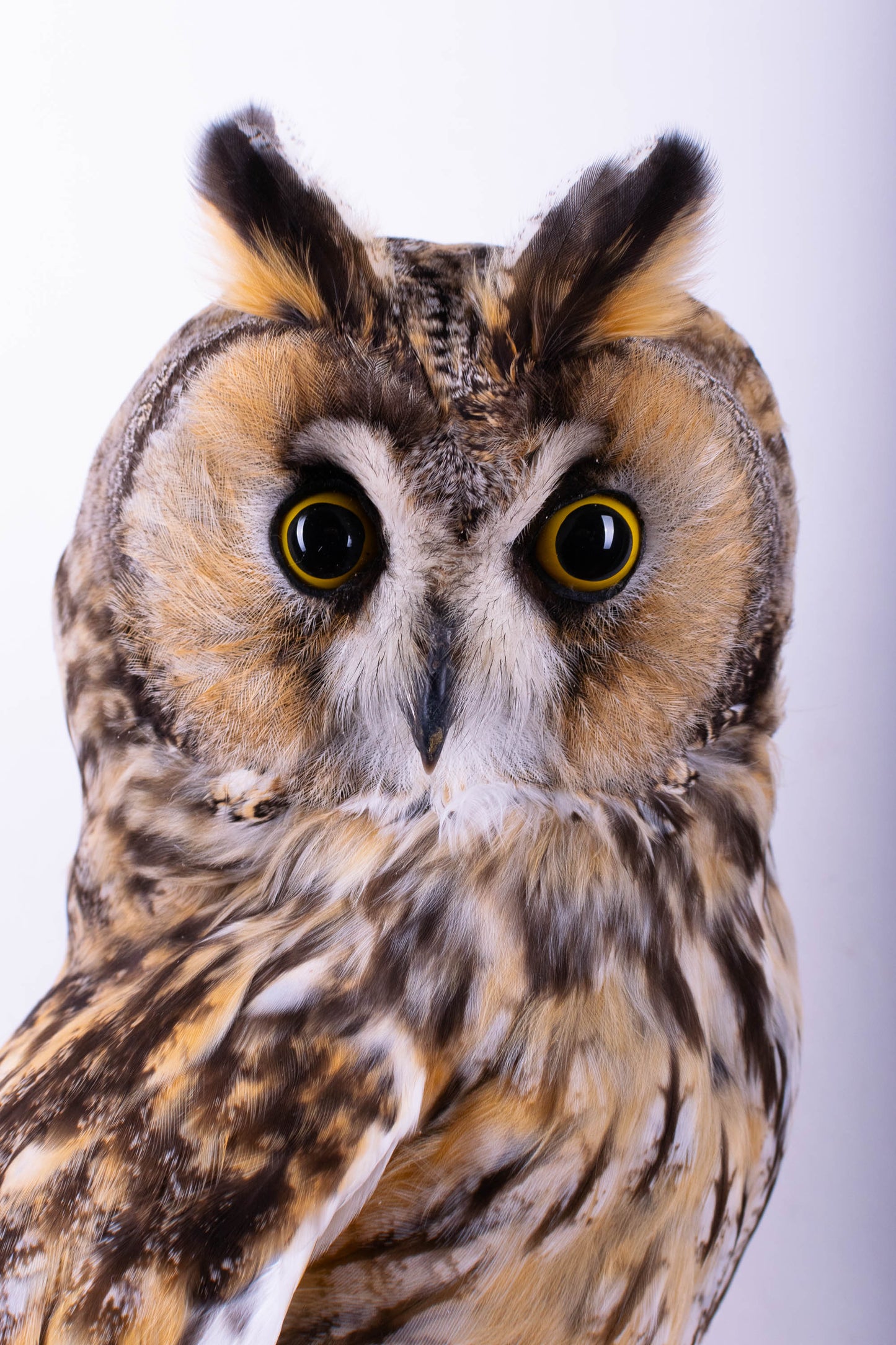 Hibou moyen-duc naturalisé pour fixation murale à vendre