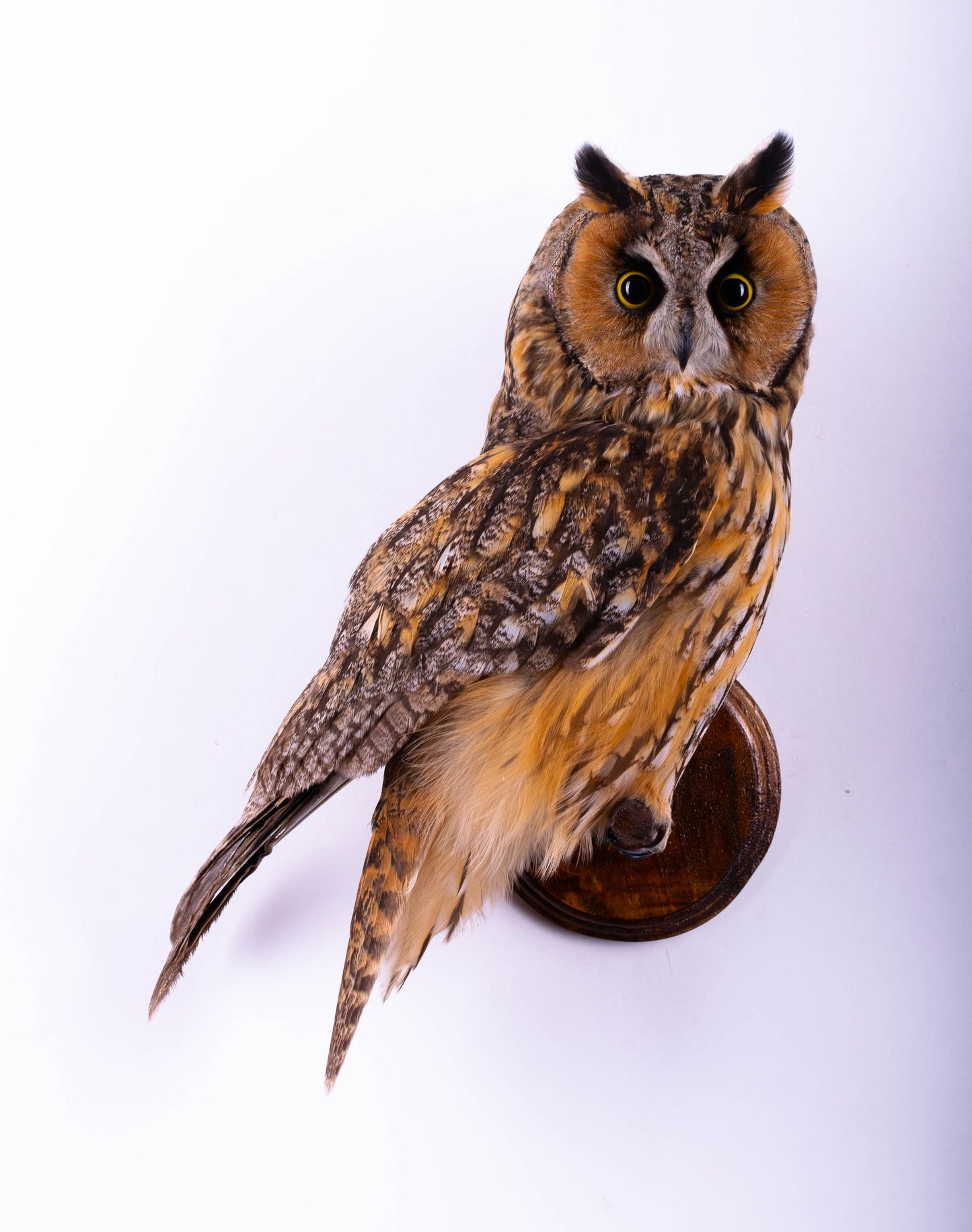 Long-eared Owl Taxidermy Wall Mount For Sale
