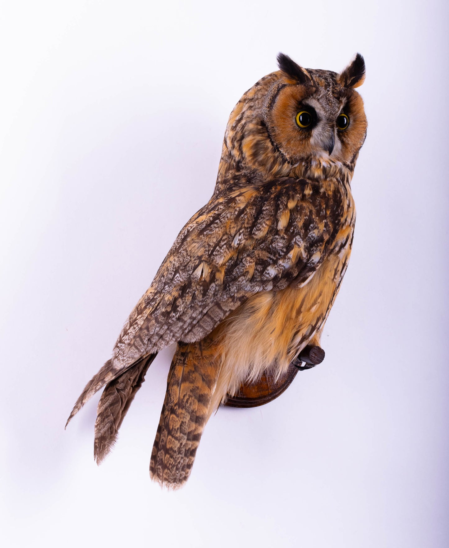 Long-eared Owl Taxidermy Wall Mount For Sale