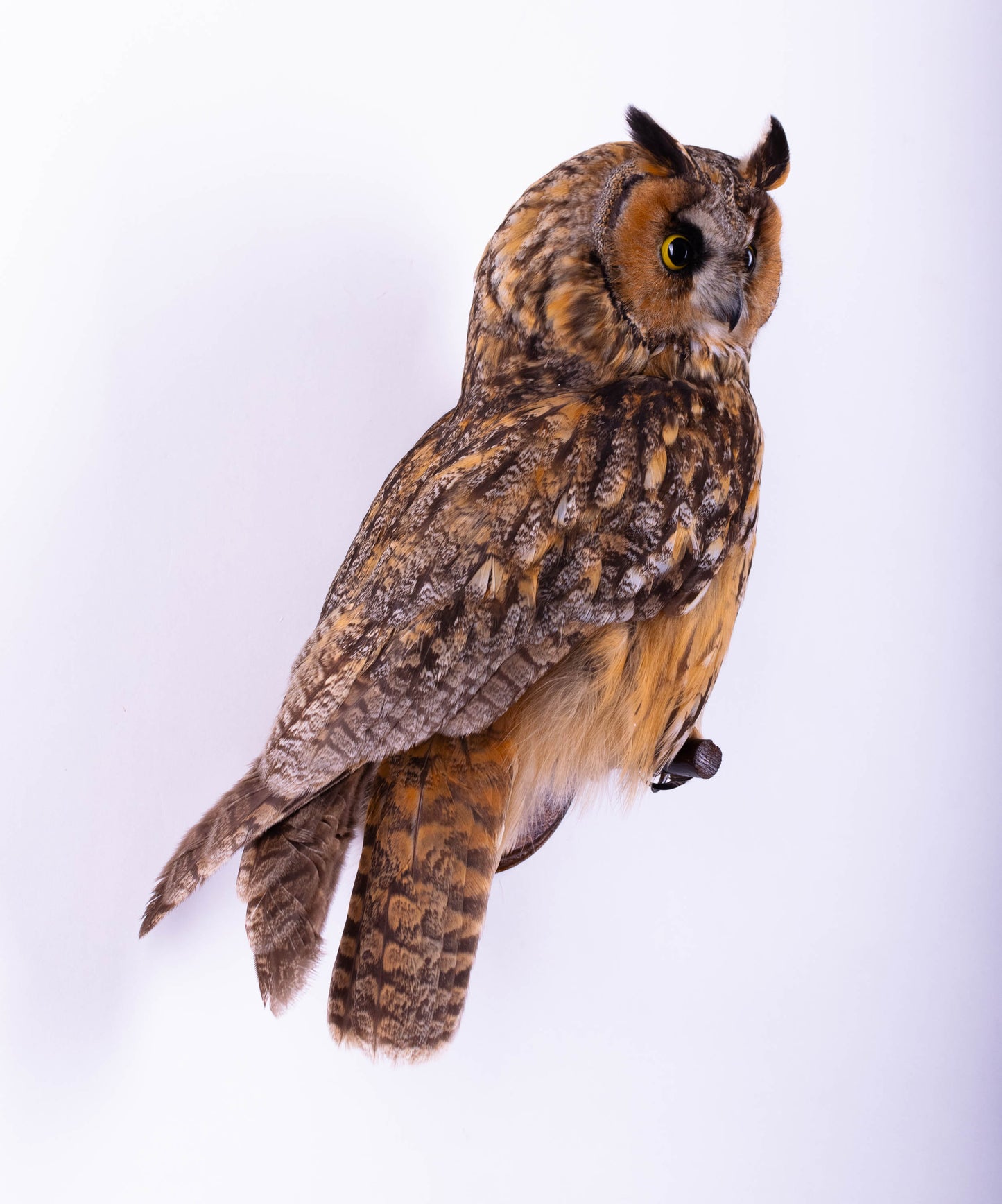 Long-eared Owl Taxidermy Wall Mount For Sale
