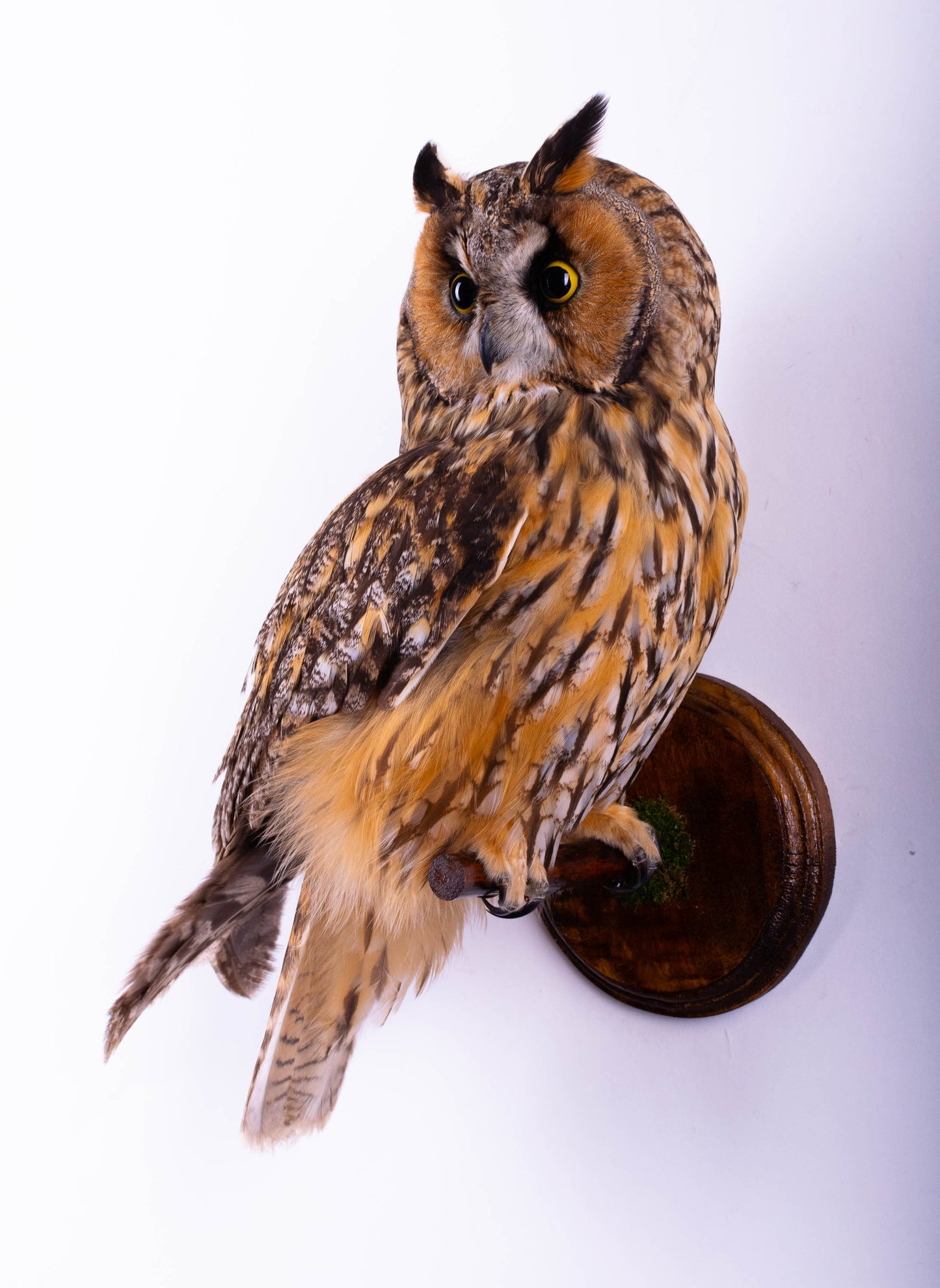Long-eared Owl Taxidermy Wall Mount For Sale