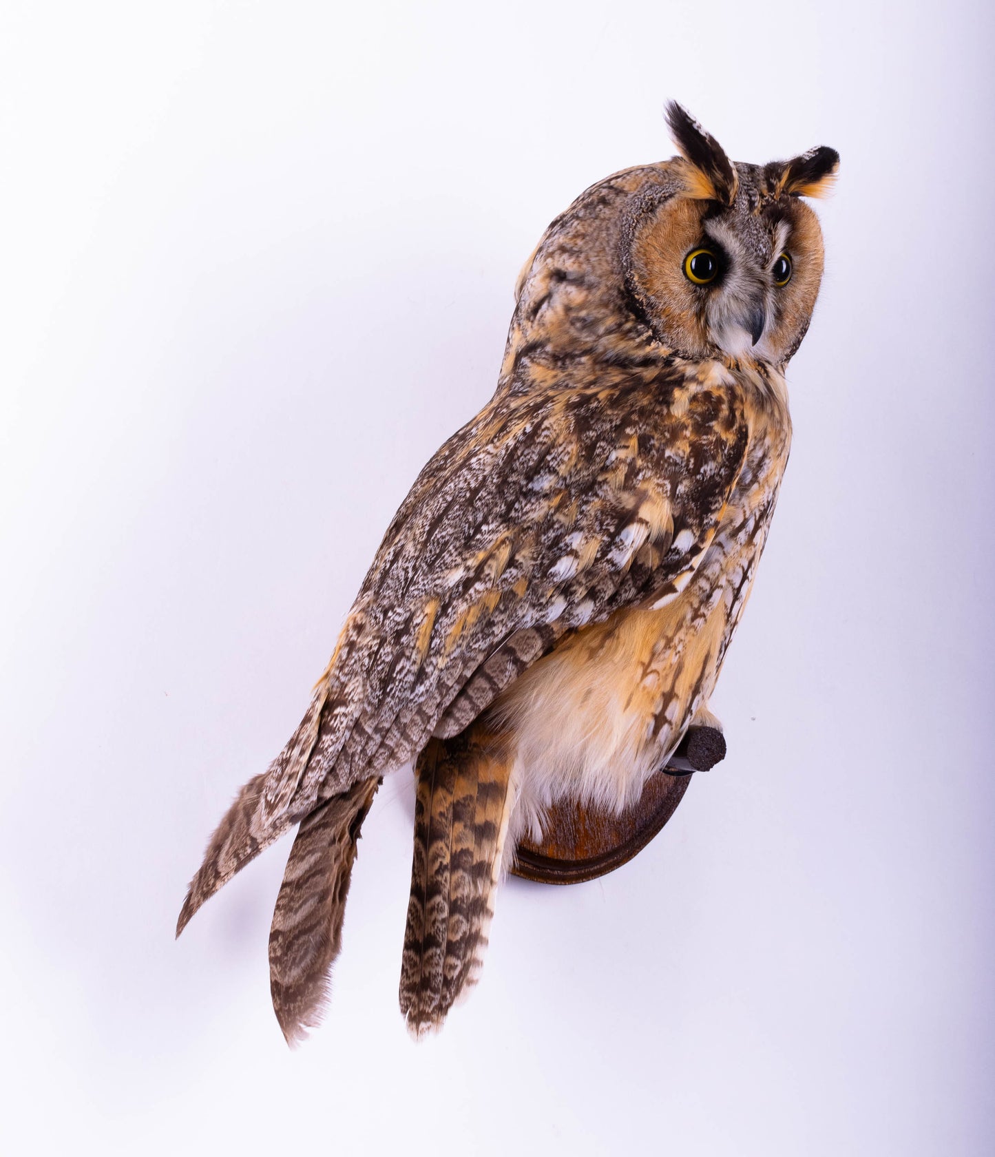 Long-eared Owl Taxidermy Wall Mount For Sale