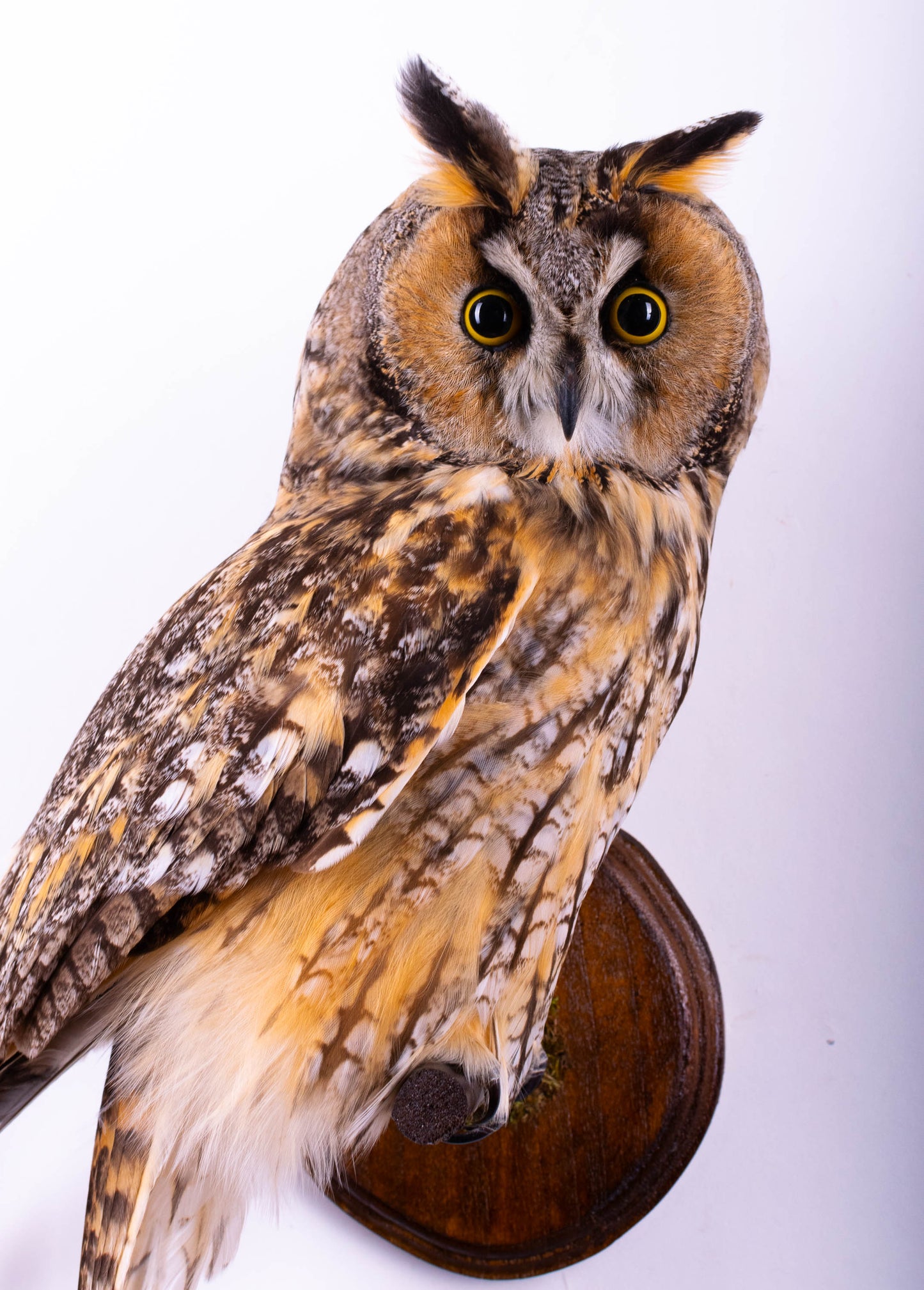Long-eared Owl Taxidermy Wall Mount For Sale