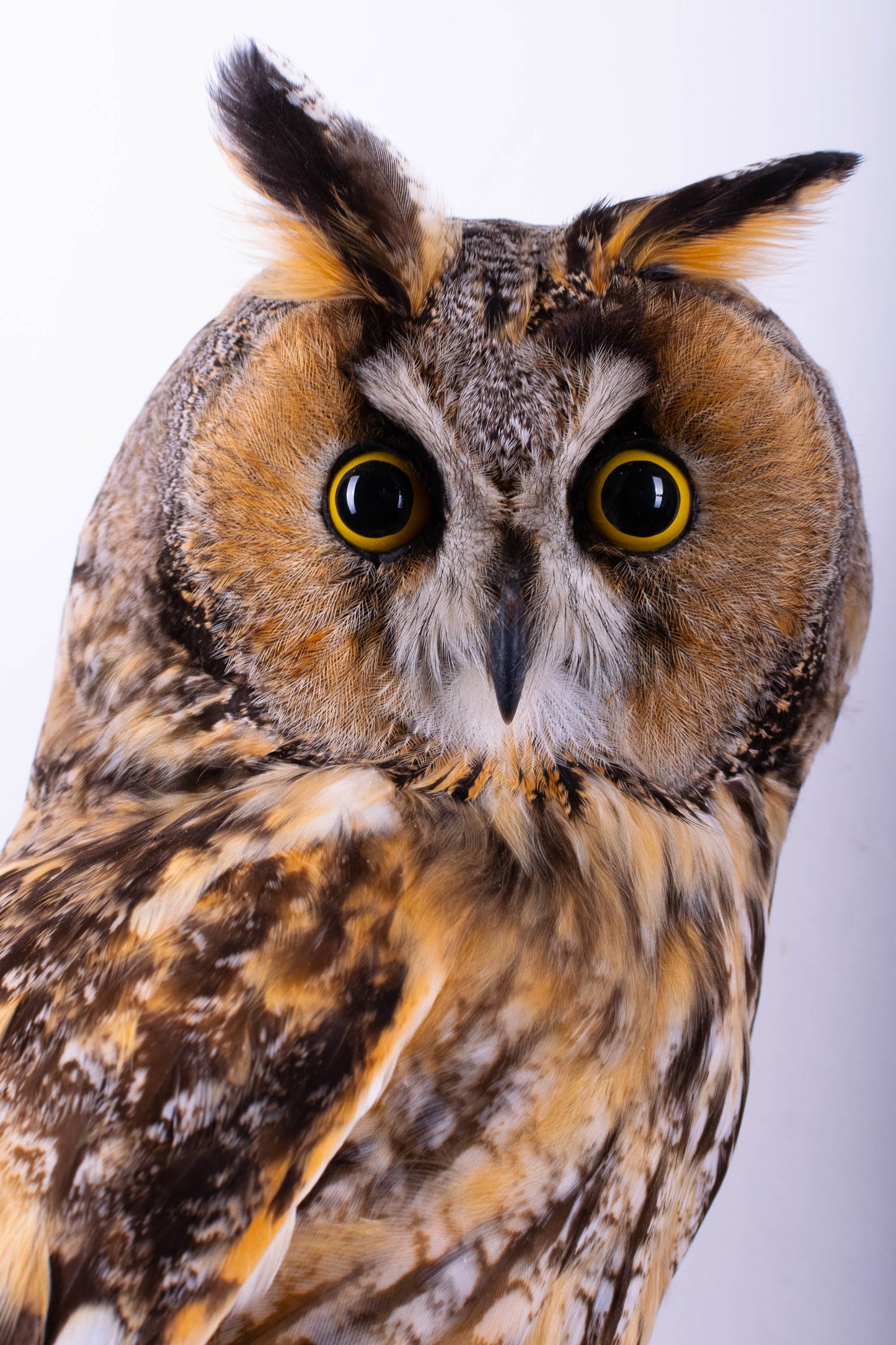 Long-eared Owl Taxidermy Wall Mount For Sale