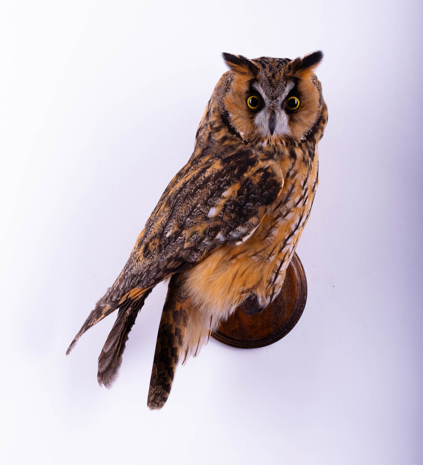Hibou moyen-duc naturalisé pour fixation murale à vendre