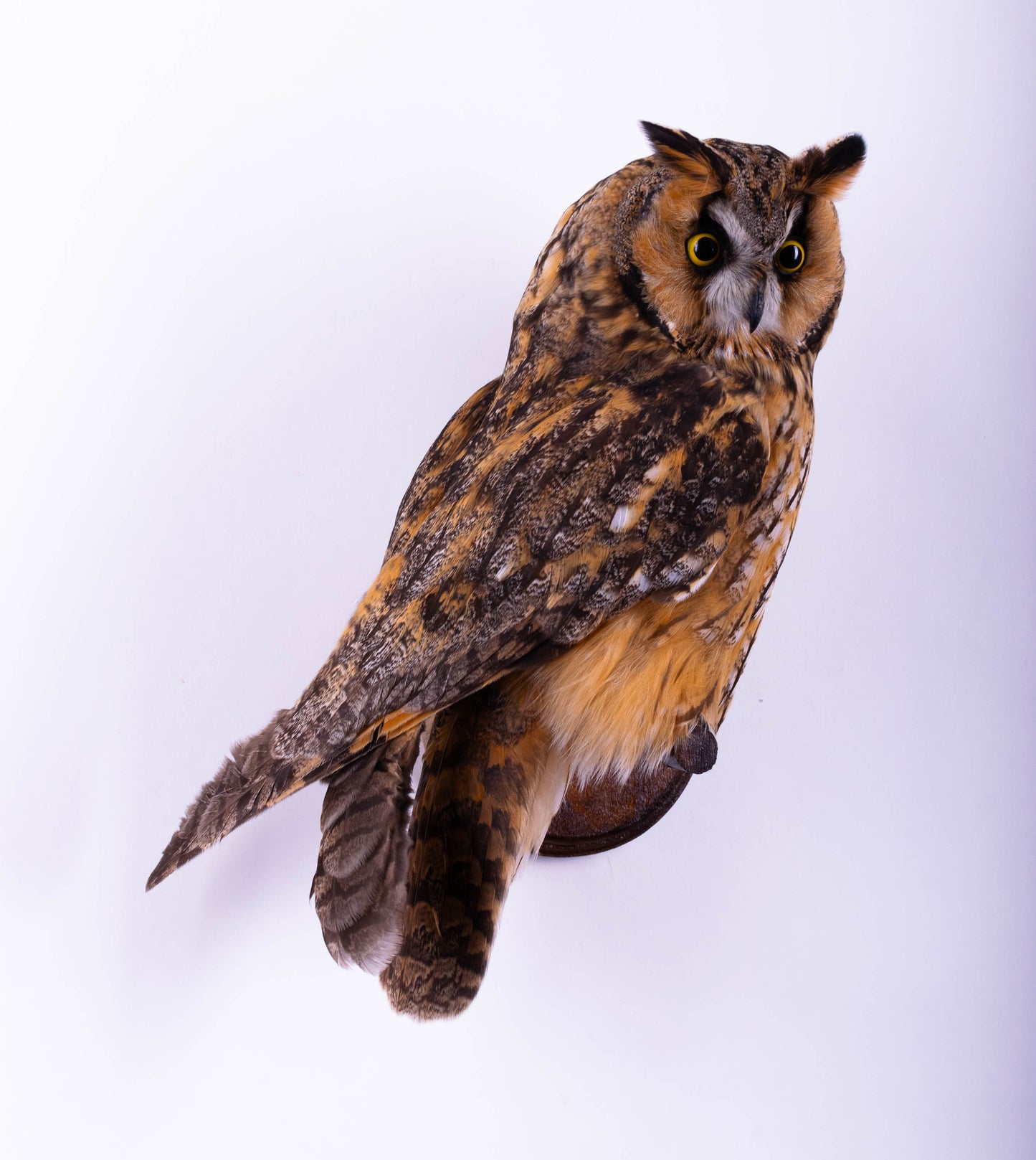 Hibou moyen-duc naturalisé pour fixation murale à vendre