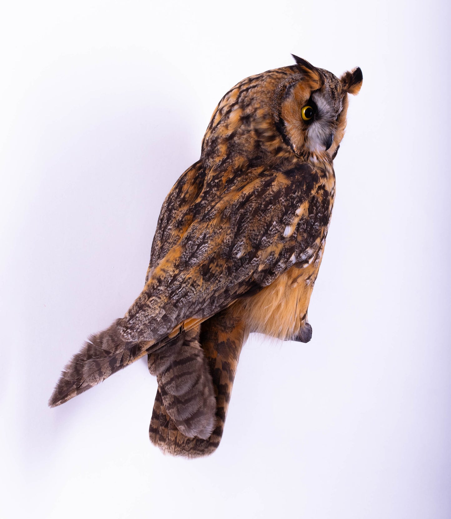 Hibou moyen-duc naturalisé pour fixation murale à vendre