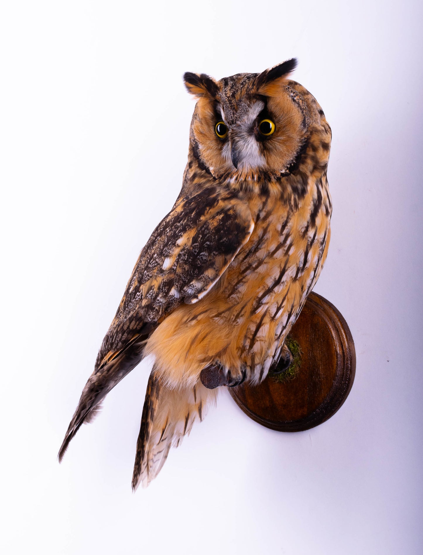 Hibou moyen-duc naturalisé pour fixation murale à vendre