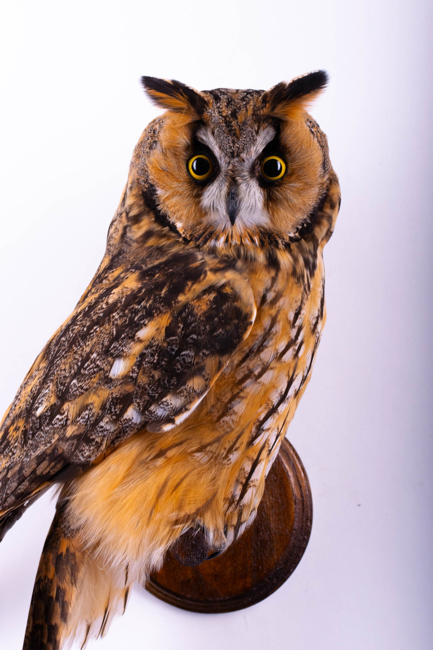 Hibou moyen-duc naturalisé pour fixation murale à vendre