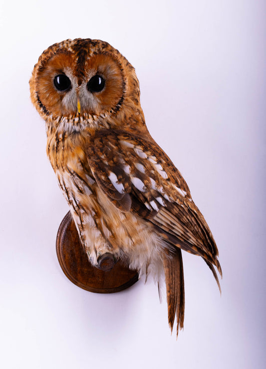 Hibou moyen-duc naturalisé pour fixation murale à vendre