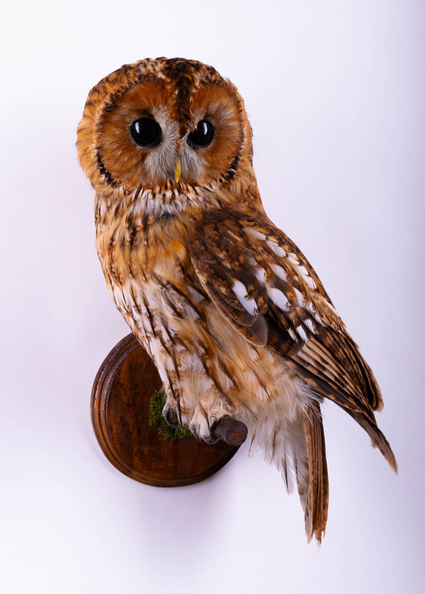Hibou moyen-duc naturalisé pour fixation murale à vendre