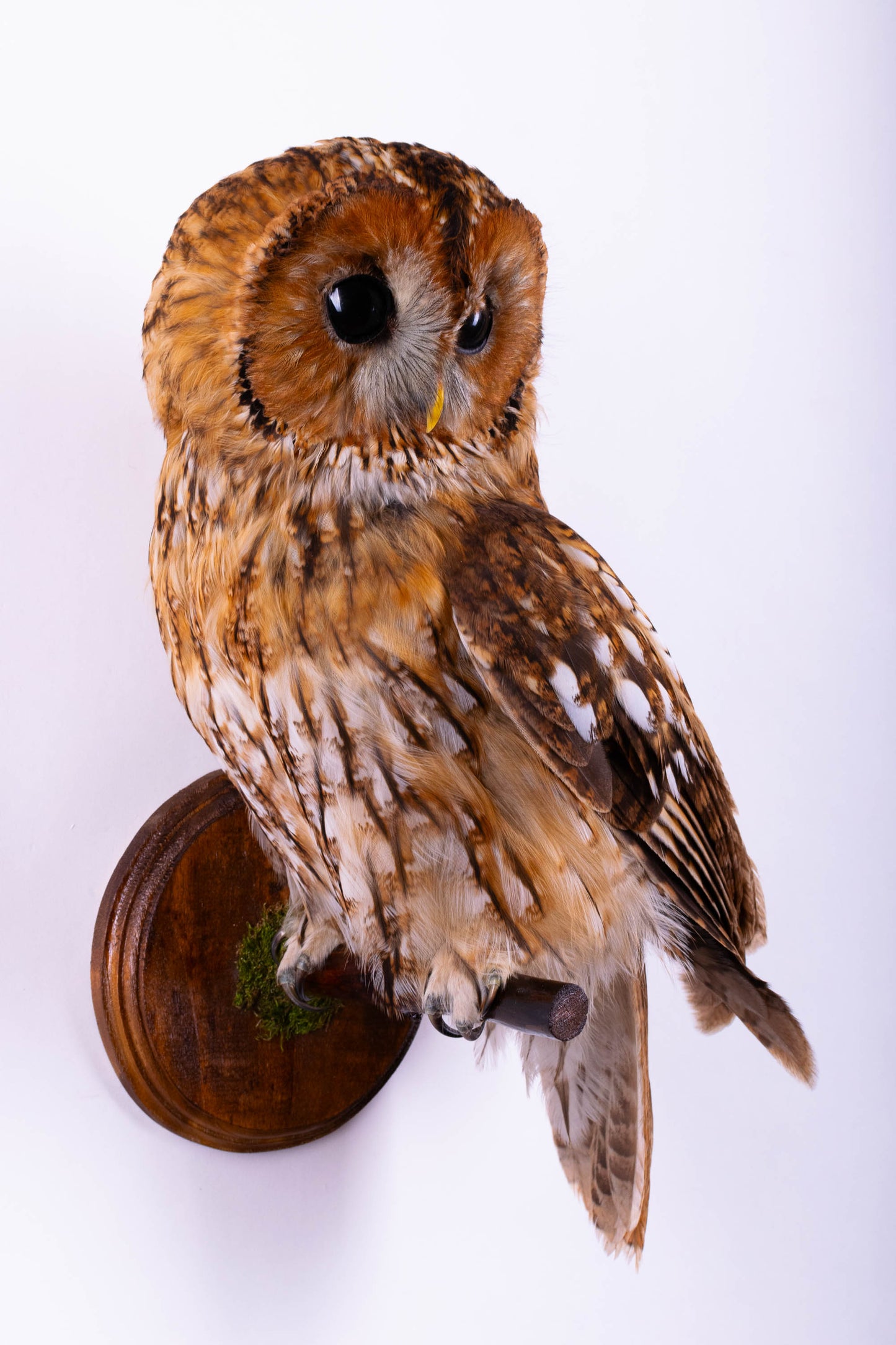 Hibou moyen-duc naturalisé pour fixation murale à vendre