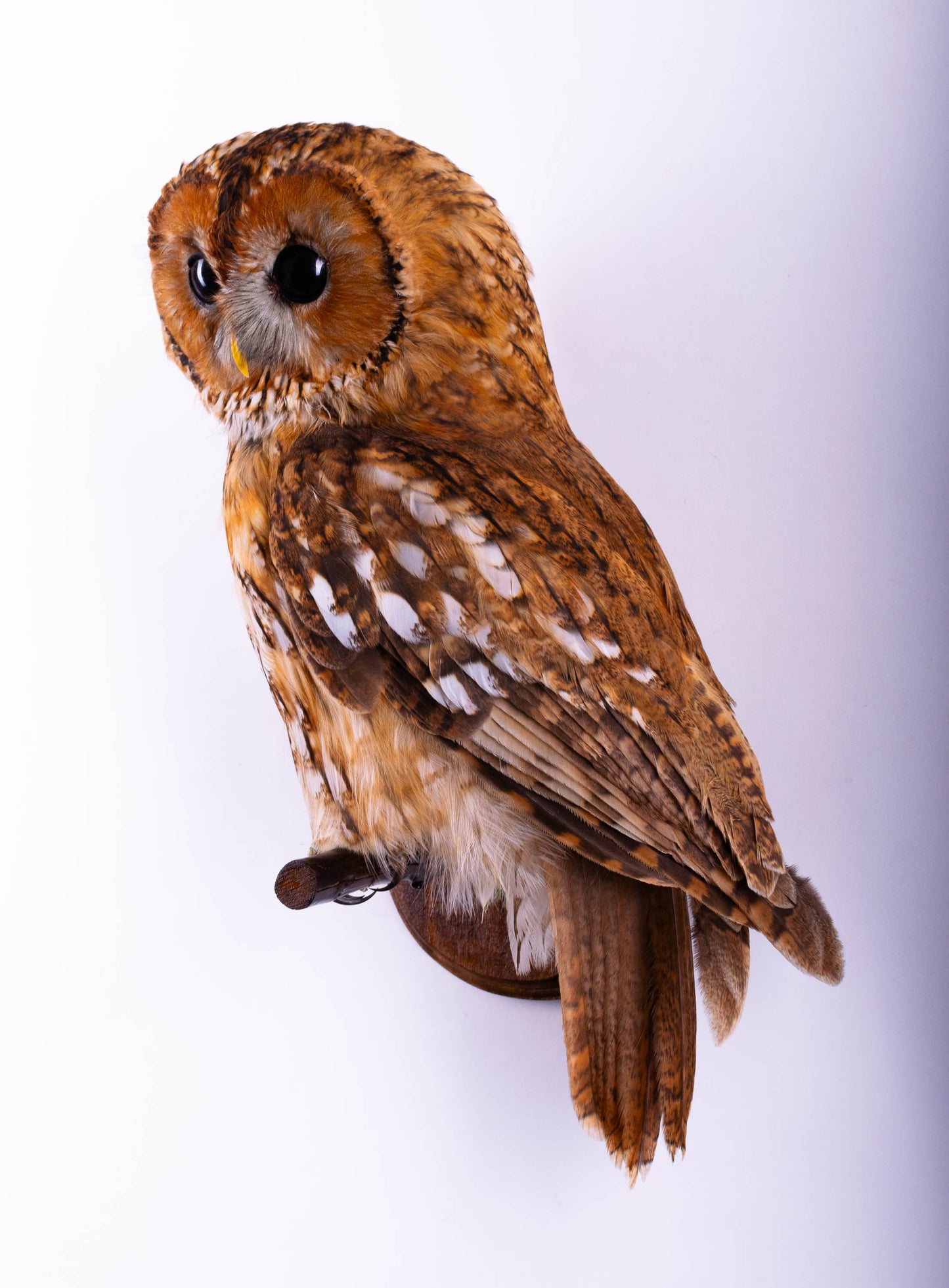 Hibou moyen-duc naturalisé pour fixation murale à vendre