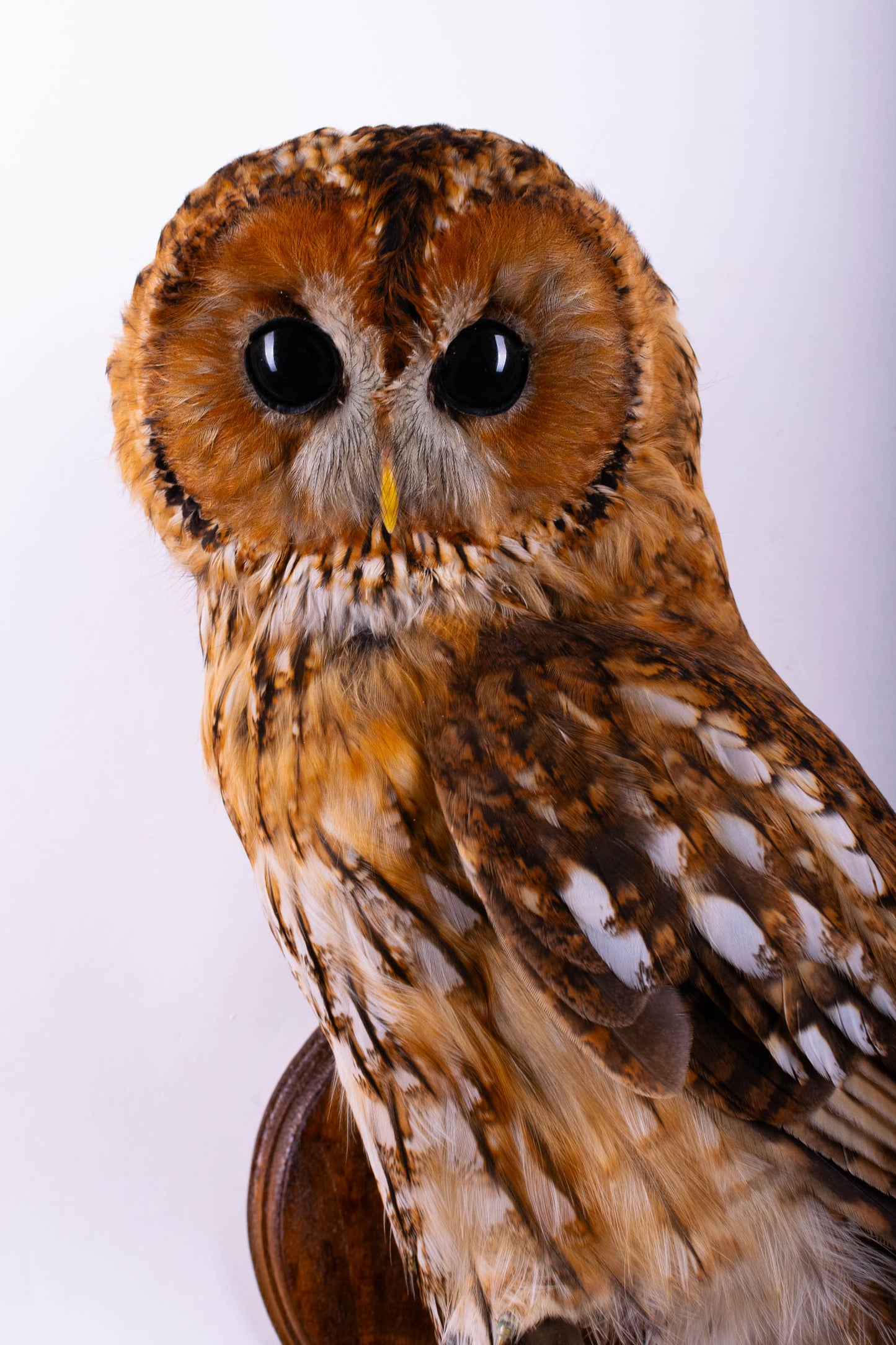Hibou moyen-duc naturalisé pour fixation murale à vendre