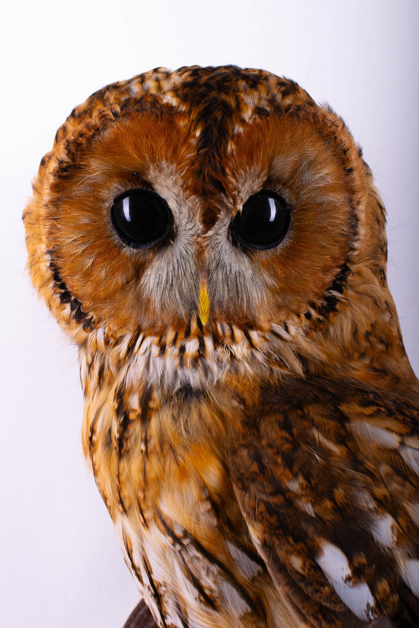 Hibou moyen-duc naturalisé pour fixation murale à vendre