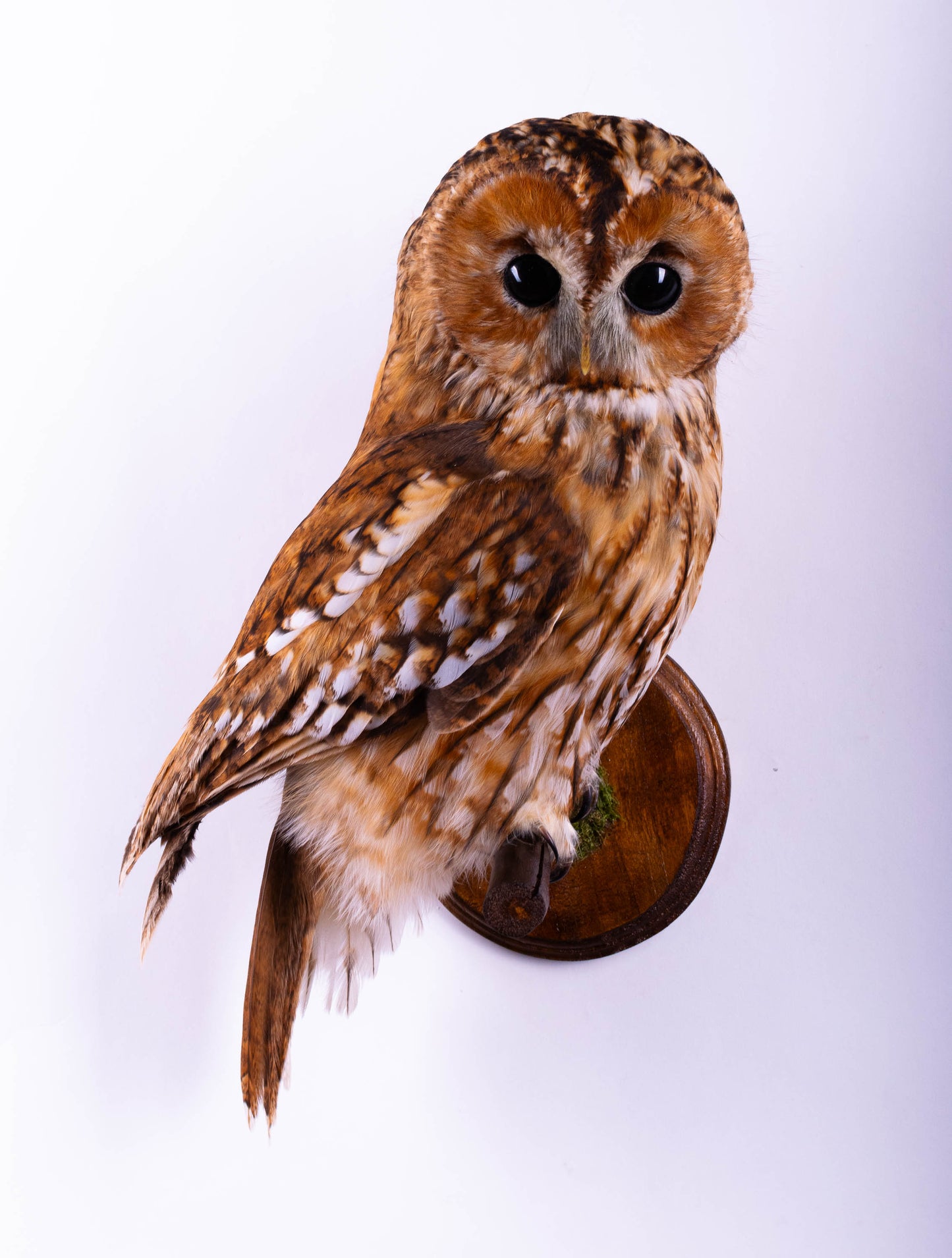 Hibou moyen-duc naturalisé pour fixation murale à vendre