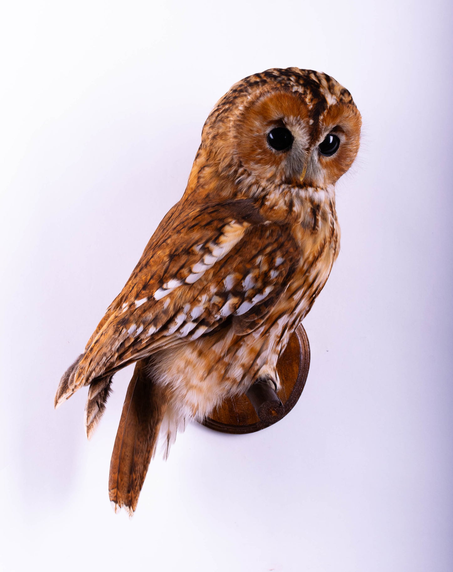 Hibou moyen-duc naturalisé pour fixation murale à vendre