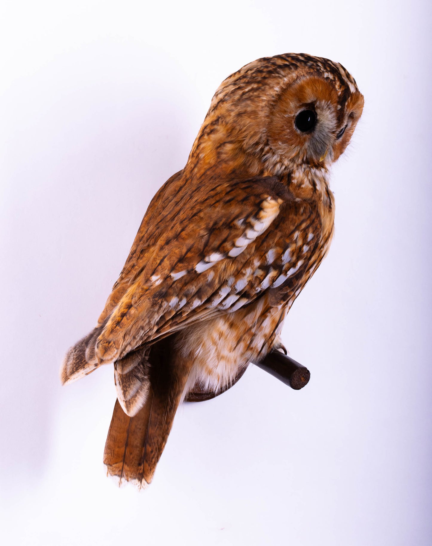 Hibou moyen-duc naturalisé pour fixation murale à vendre
