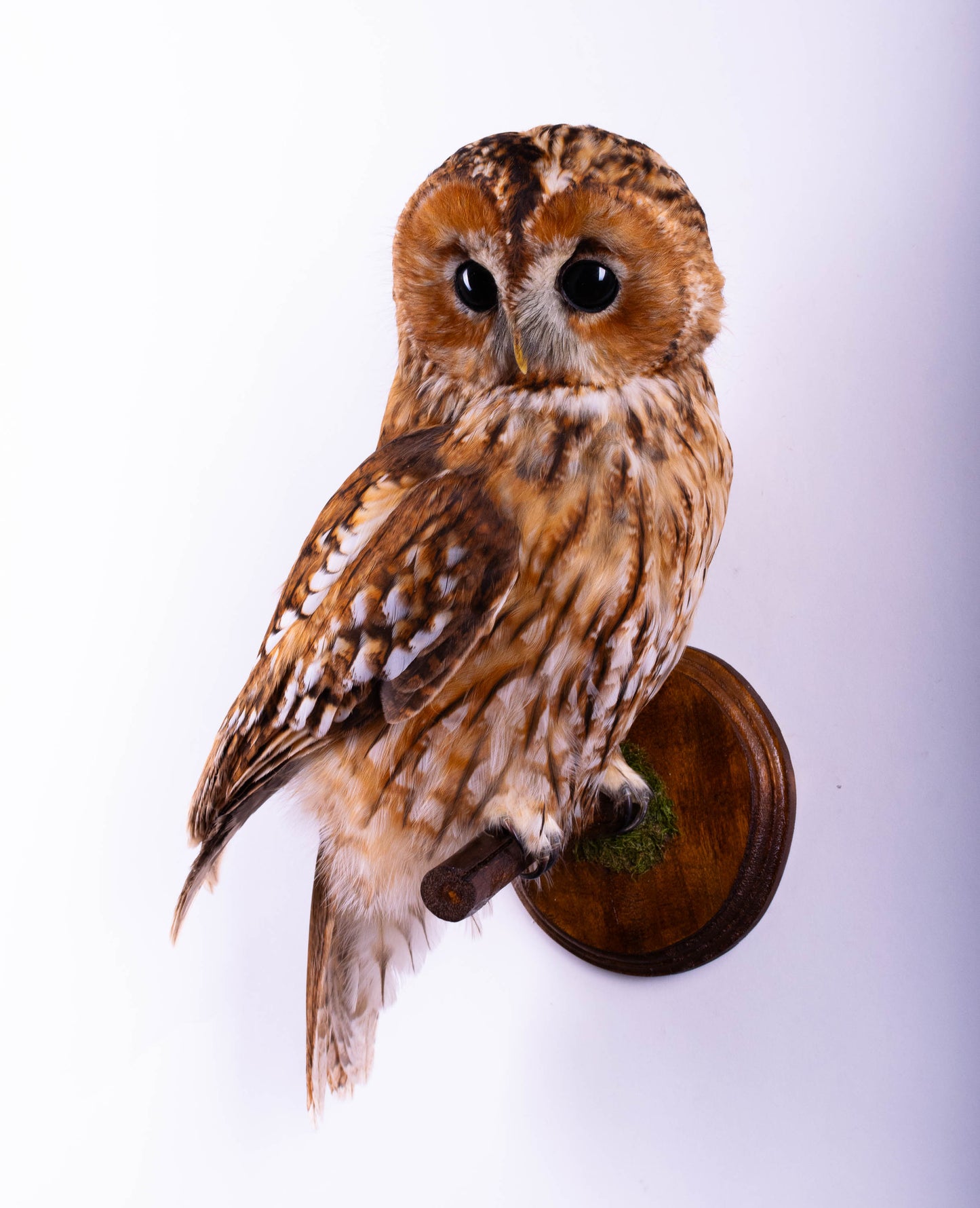 Hibou moyen-duc naturalisé pour fixation murale à vendre