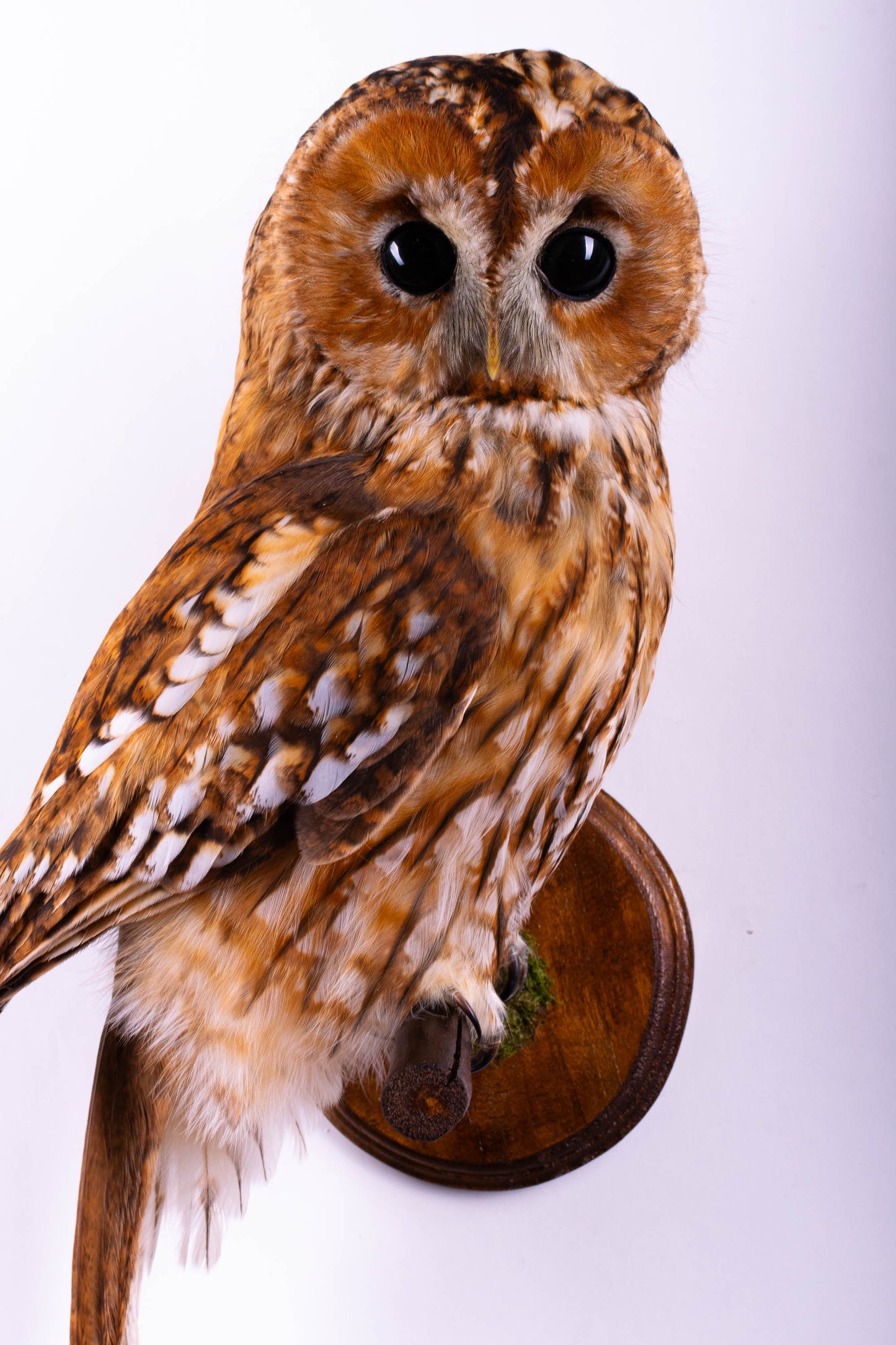 Hibou moyen-duc naturalisé pour fixation murale à vendre