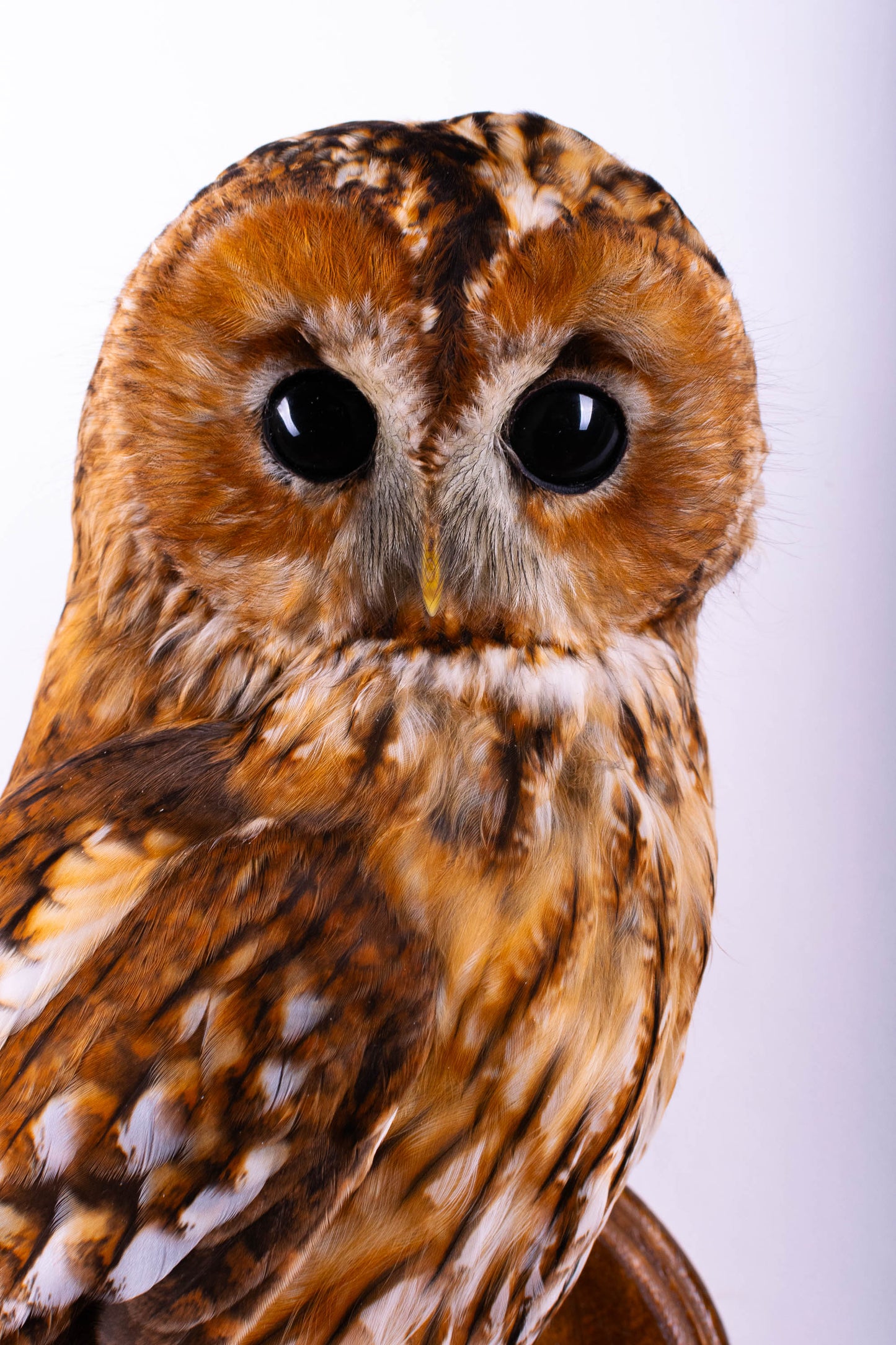 Hibou moyen-duc naturalisé pour fixation murale à vendre