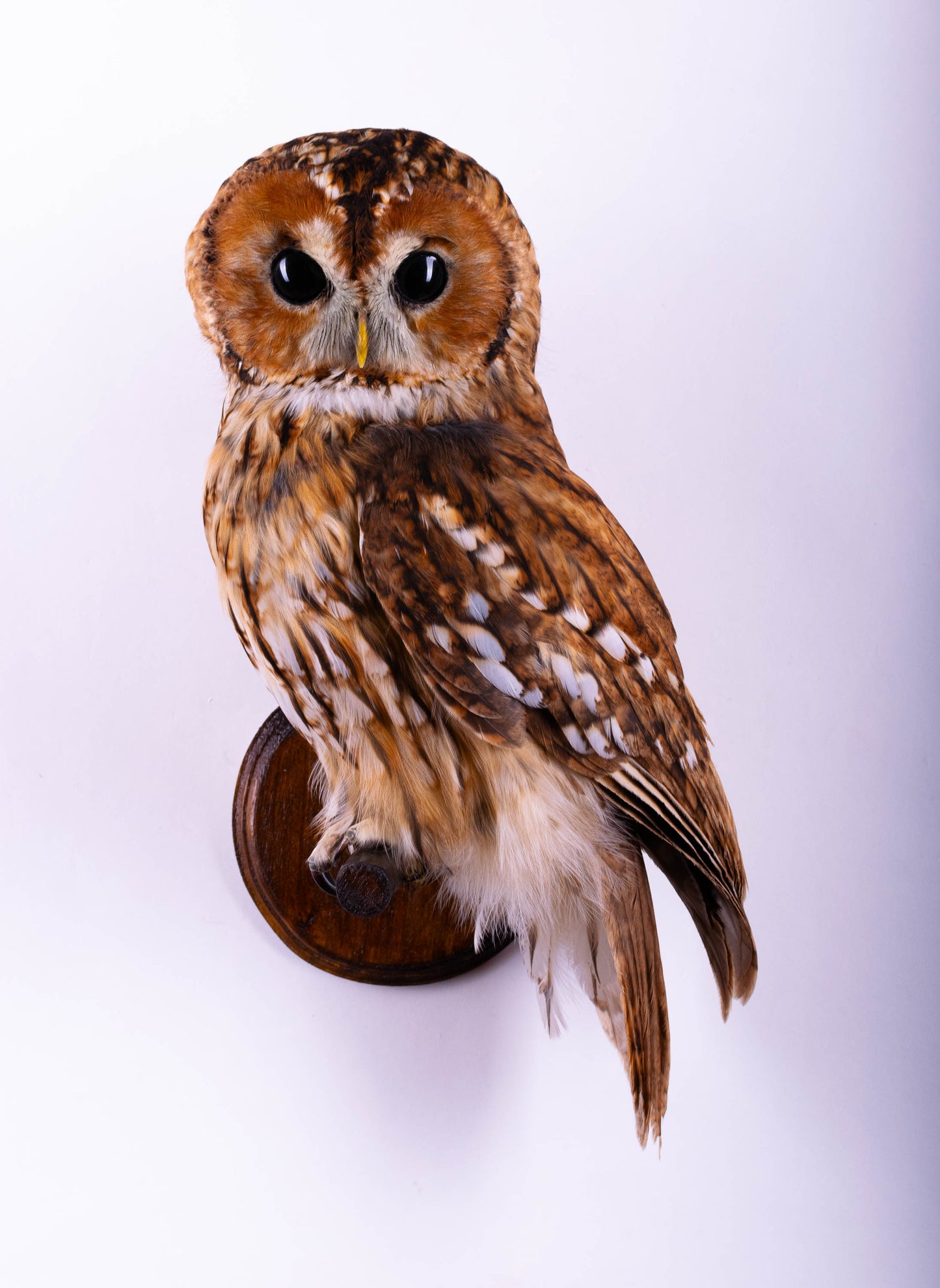Hibou moyen-duc naturalisé pour fixation murale à vendre