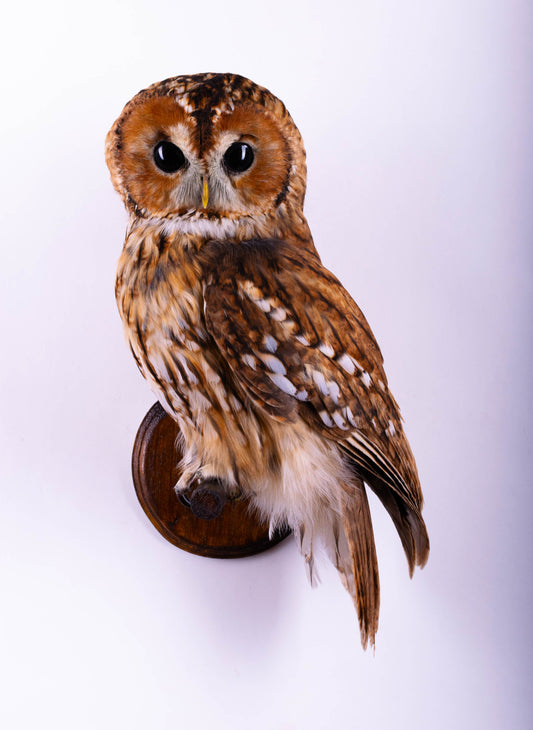 Hibou moyen-duc naturalisé pour fixation murale à vendre