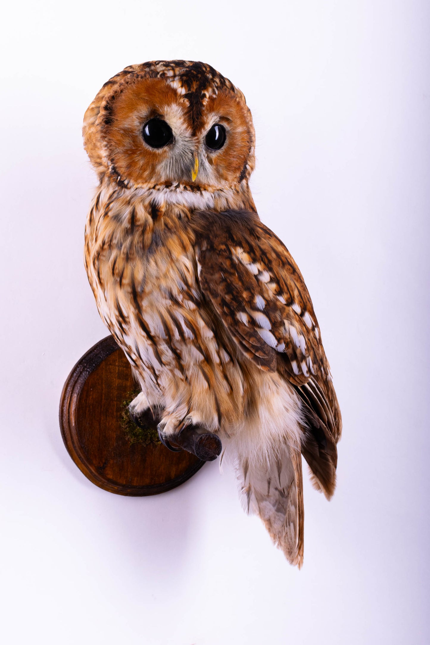 Hibou moyen-duc naturalisé pour fixation murale à vendre