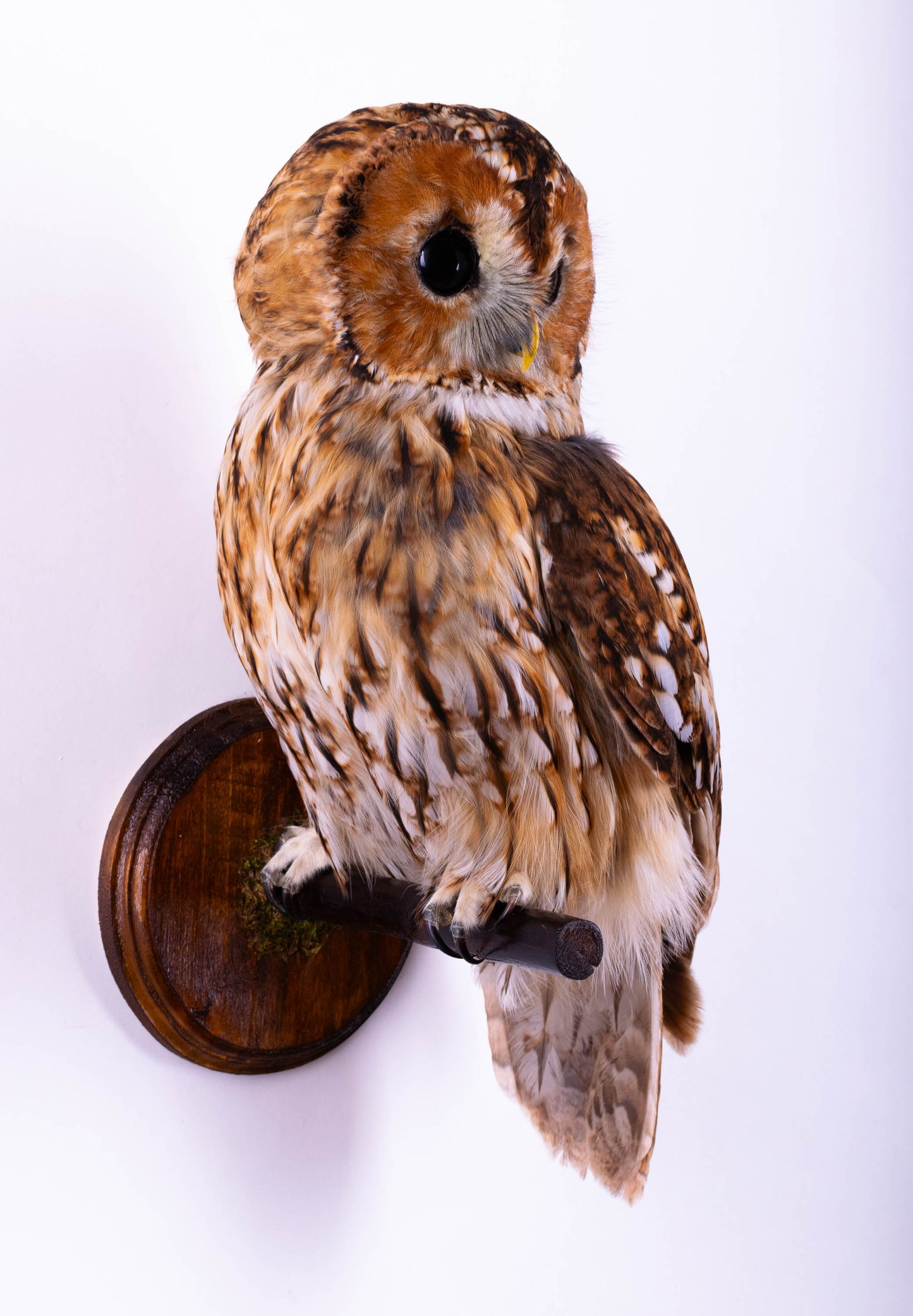 Hibou moyen-duc naturalisé pour fixation murale à vendre