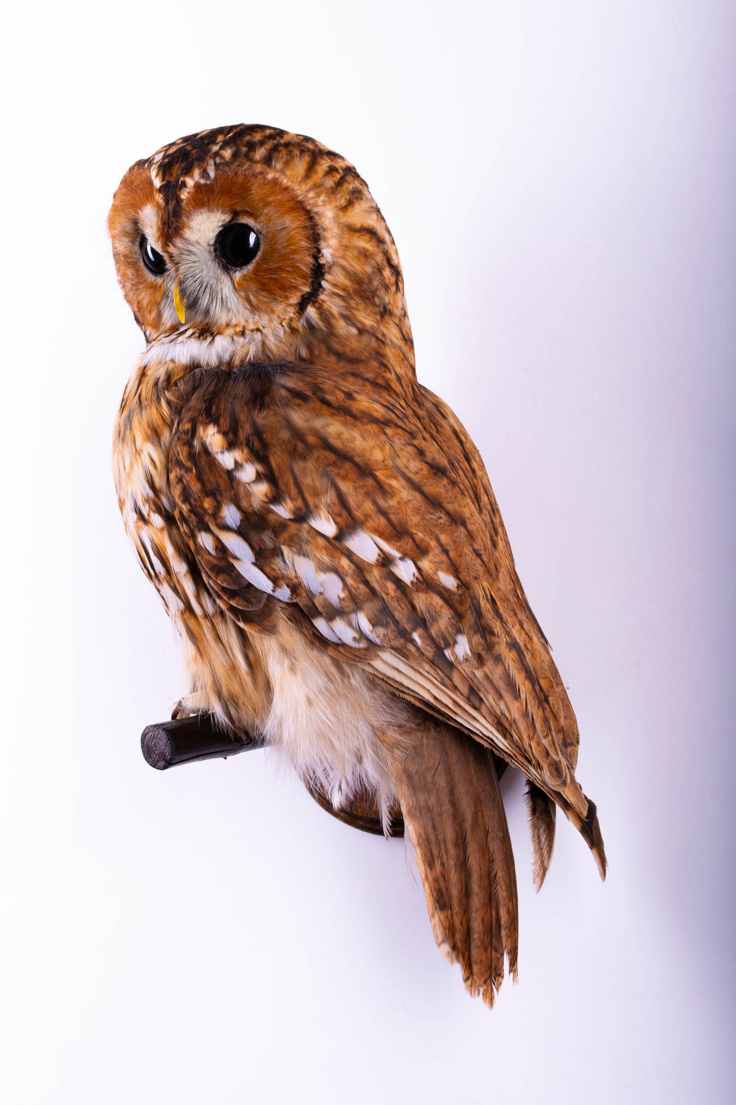 Hibou moyen-duc naturalisé pour fixation murale à vendre