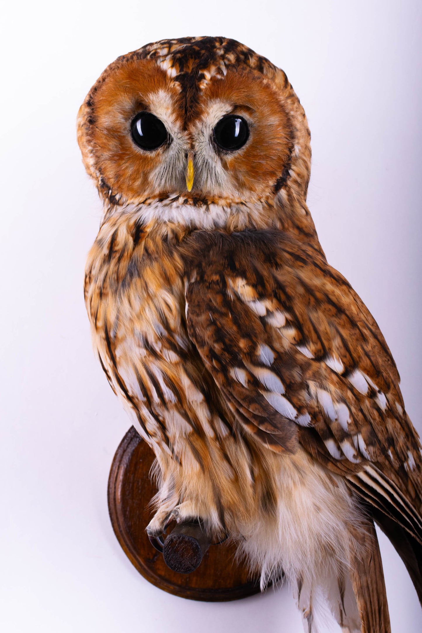 Hibou moyen-duc naturalisé pour fixation murale à vendre