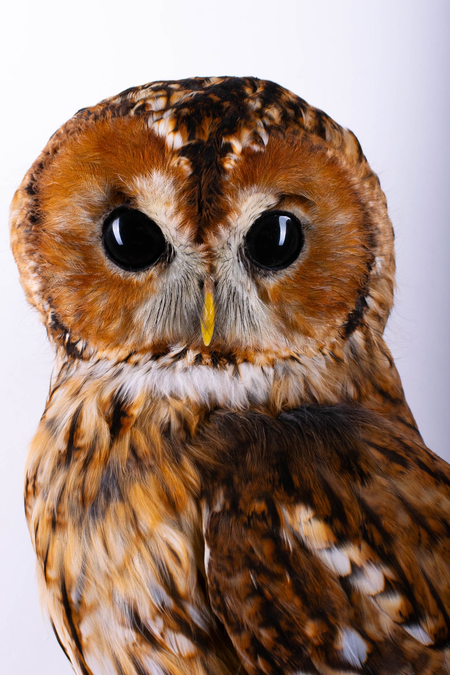 Hibou moyen-duc naturalisé pour fixation murale à vendre
