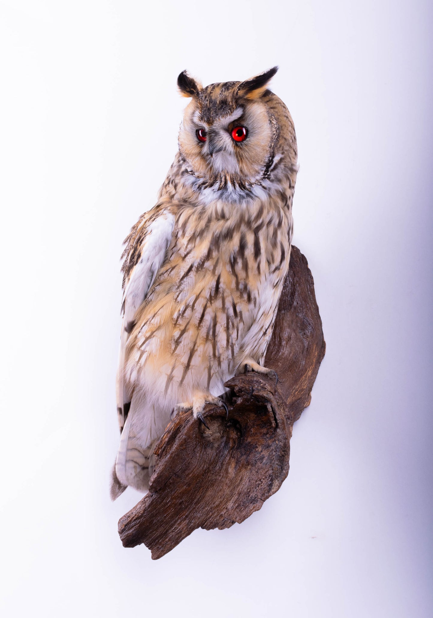 Long-eared Owl Taxidermy Wall Mount For Sale