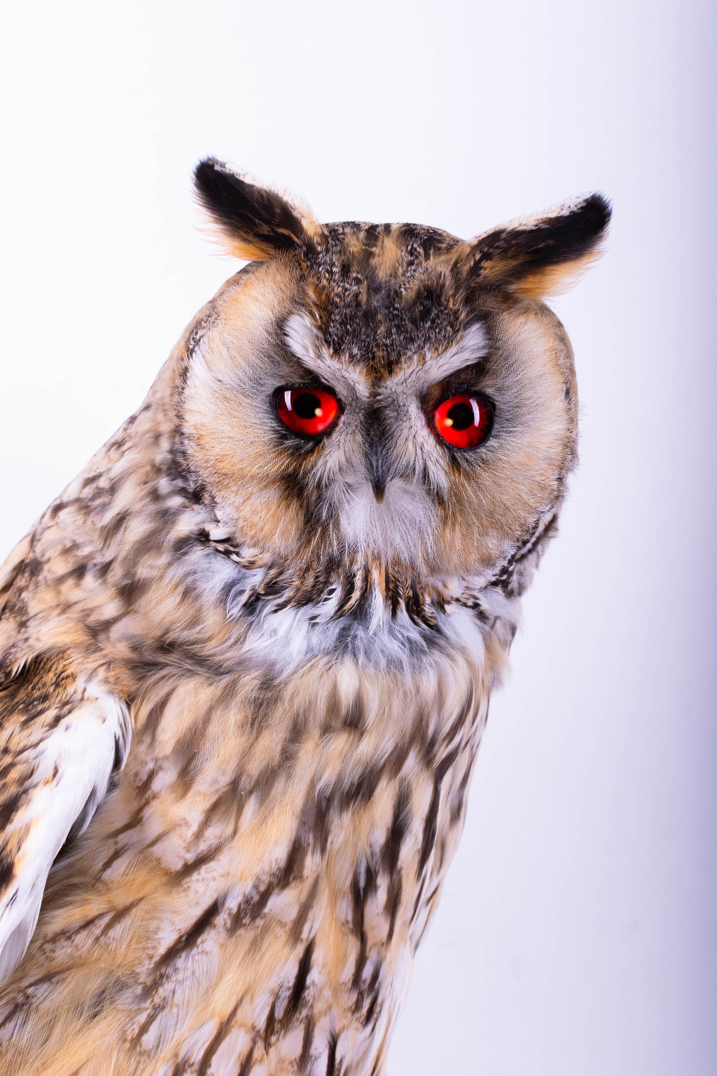Long-eared Owl Taxidermy Wall Mount For Sale