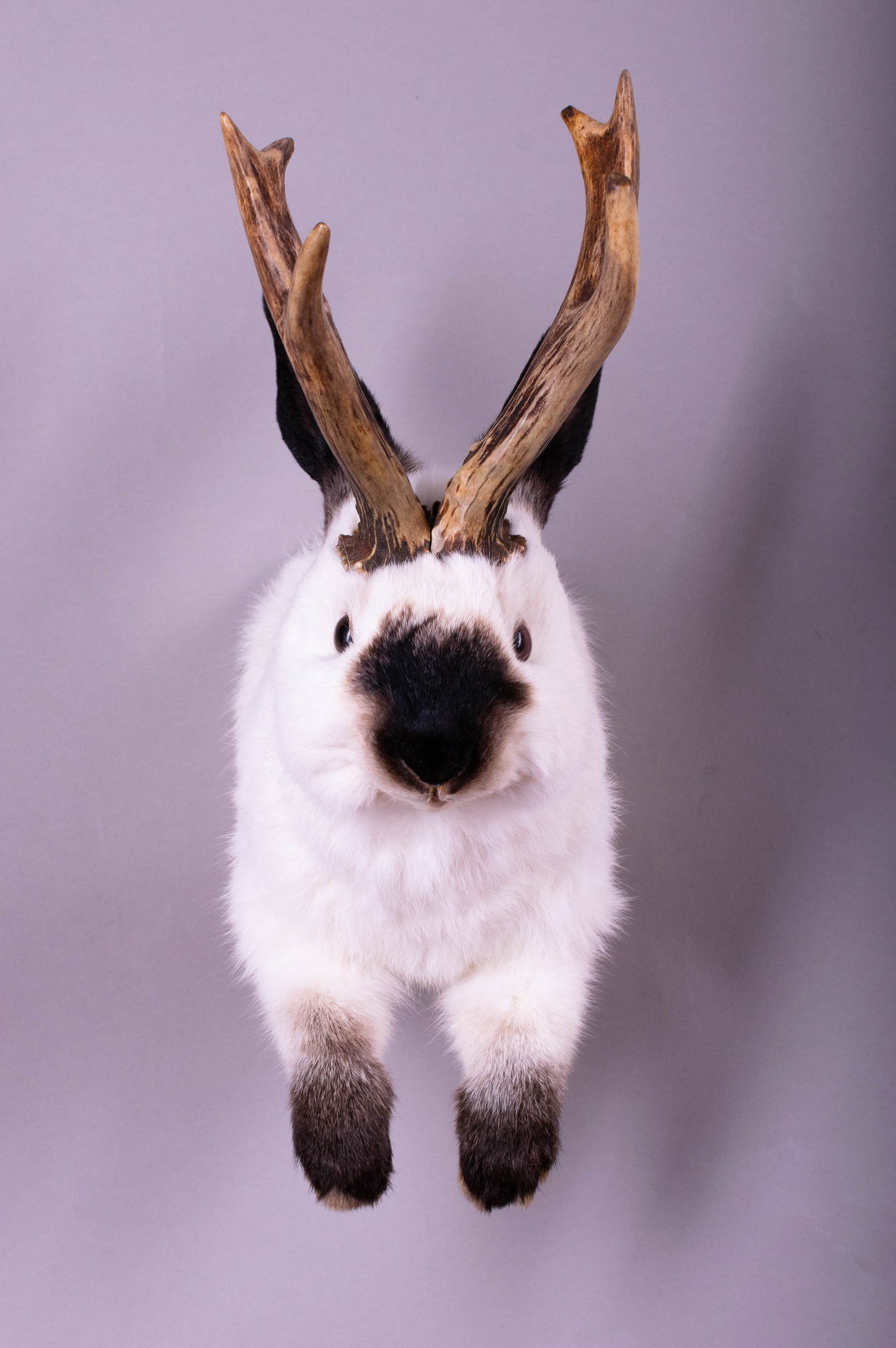 Taxidermie d'écureuil murale à vendre