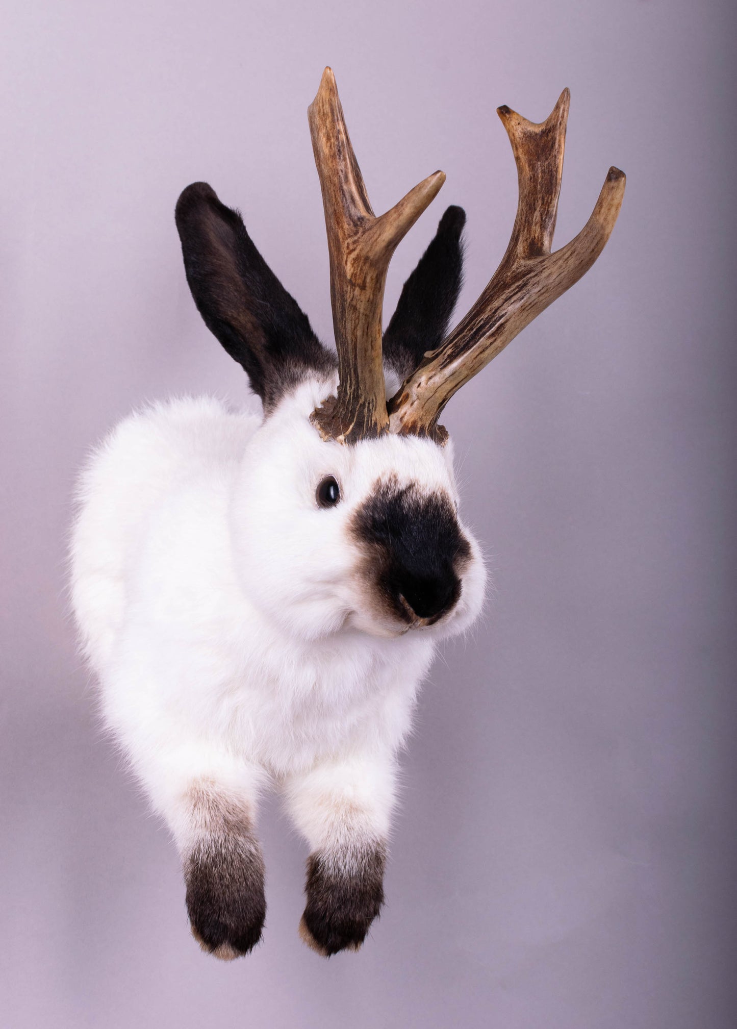 Taxidermie d'écureuil murale à vendre